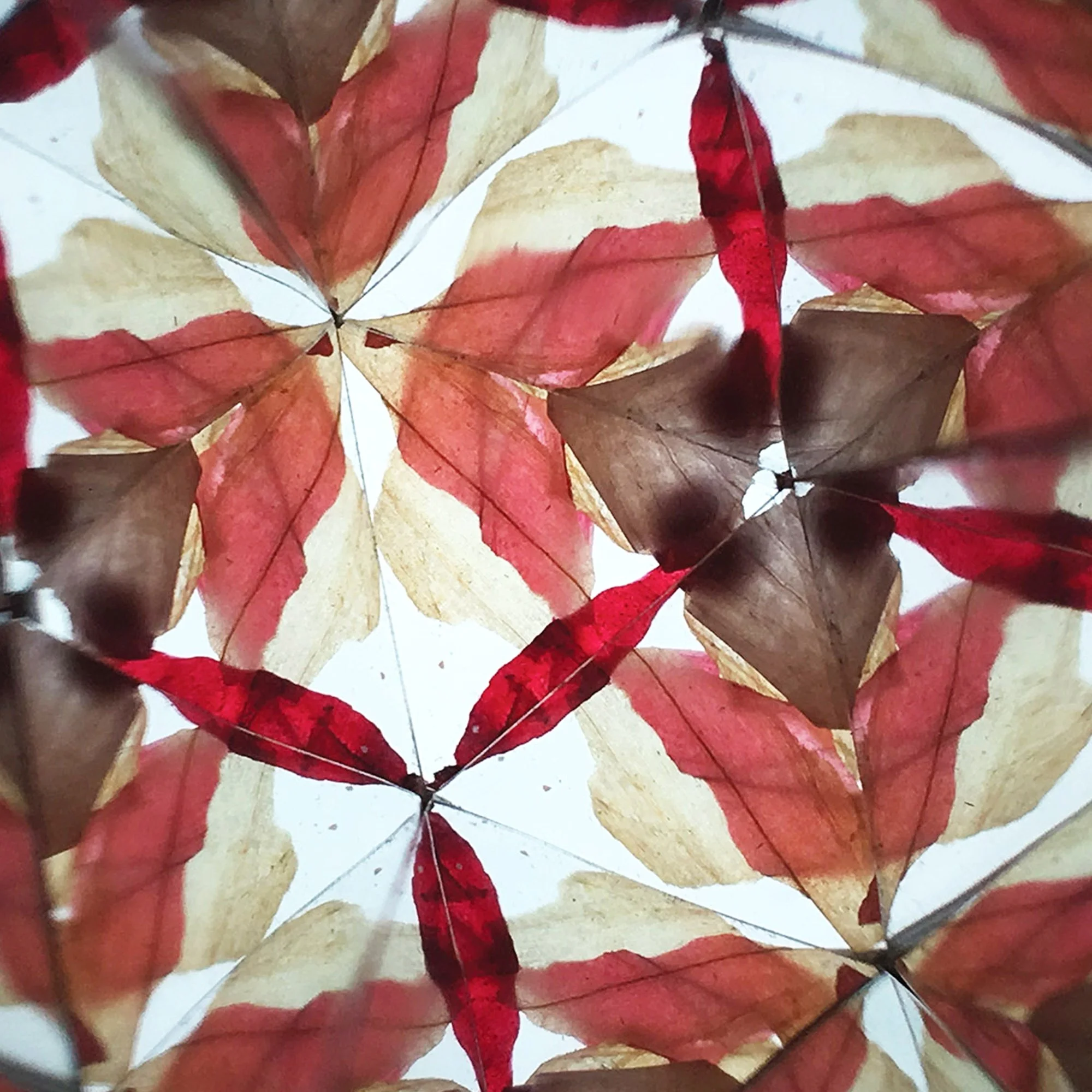  Symmetrical botanical kaleidoscope view featuring translucent red and beige organic patterns. 
