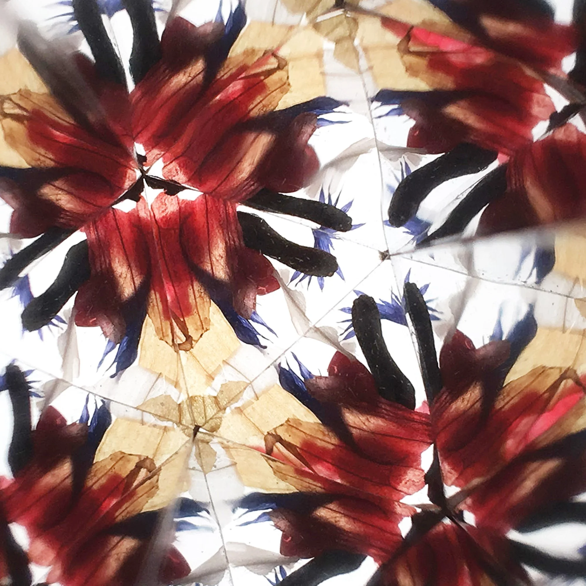  Geometric mandala created with dried flower petals and onion skins through a kaleidoscope lens. 