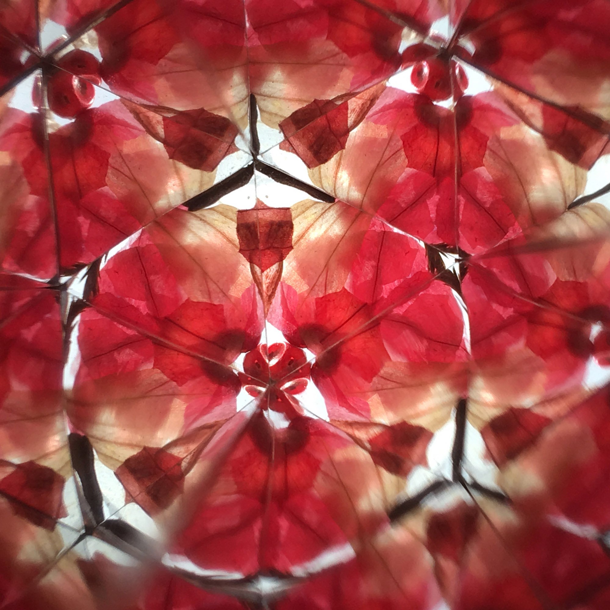 Intricate red geometric pattern inside a handmade kaleidoscope made with natural onion skins. 