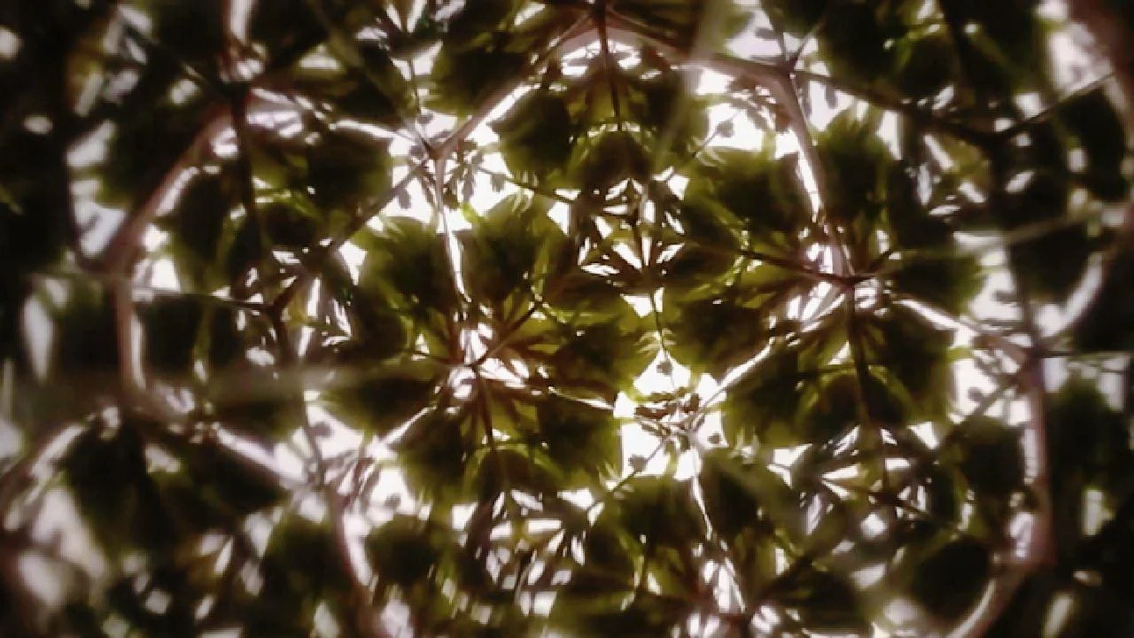 Forest Fractals: The Ancient Spirit