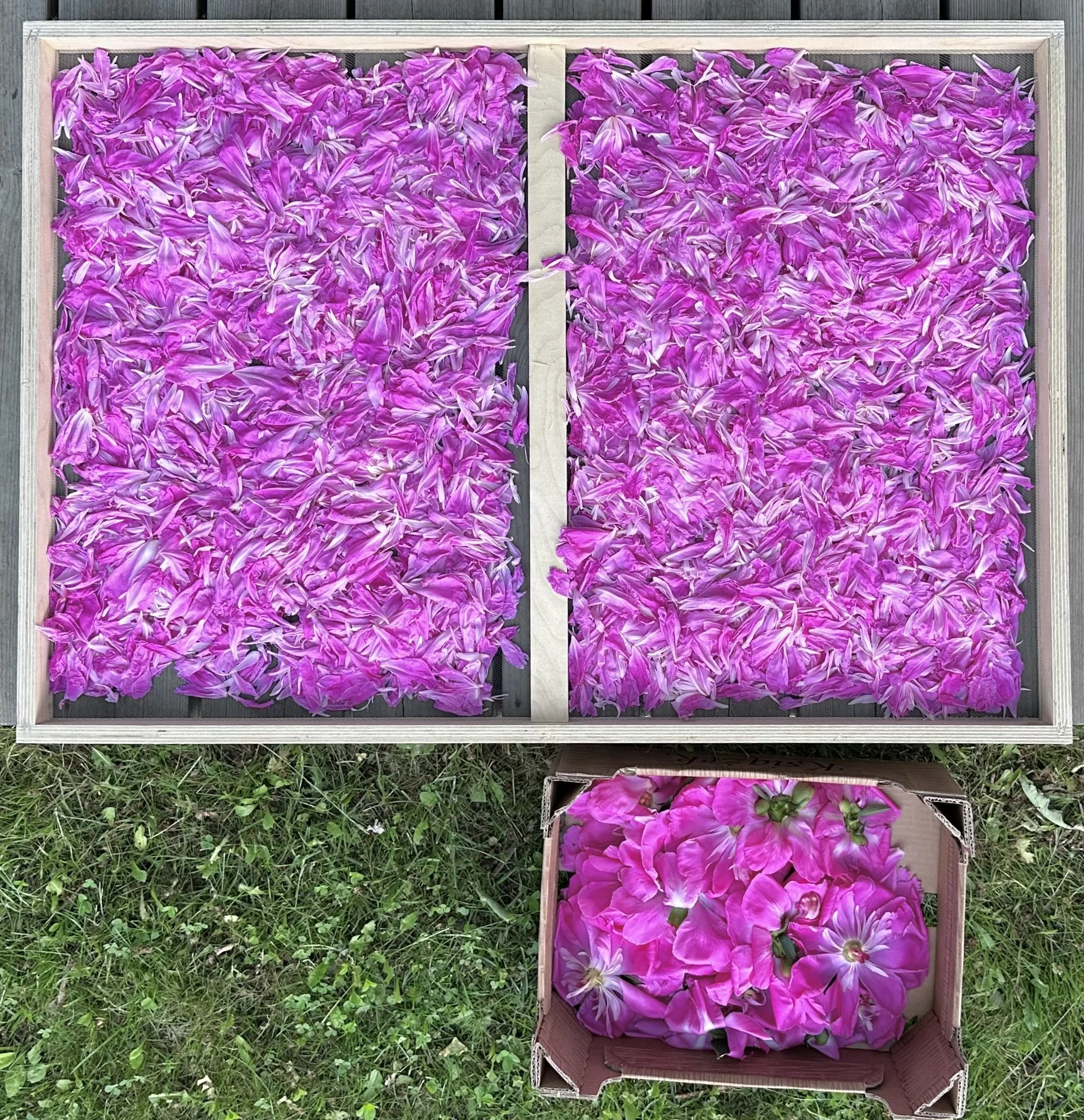 Peony Harvest: Summer in Bloom
