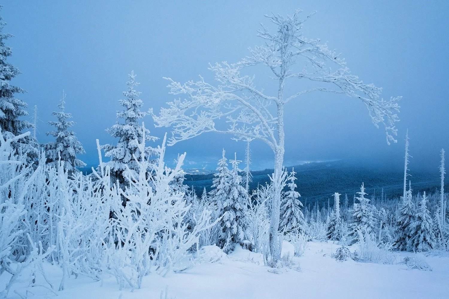 Winterlandschaft am Dreisessel im Bayerischen Wald