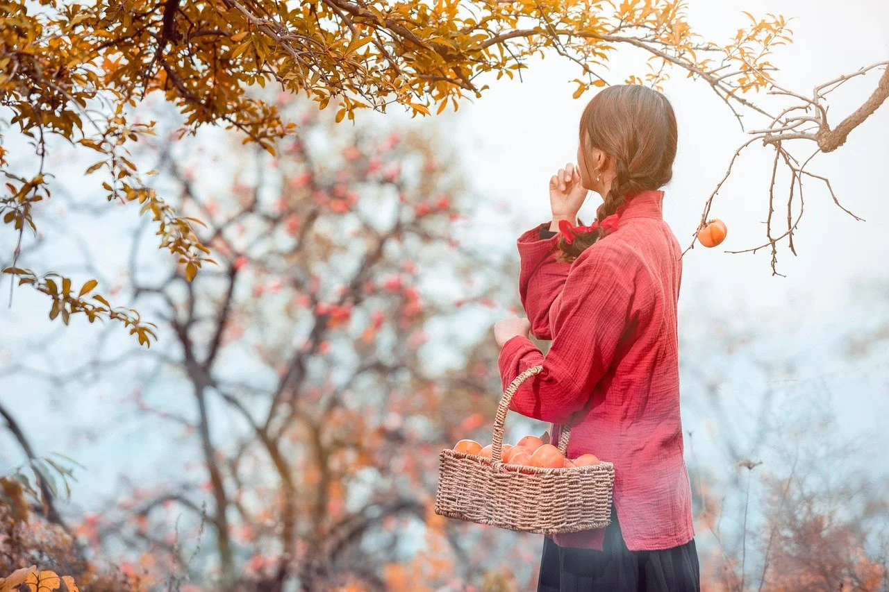 A woman in a red coat holding a basket of persimmons and picking a persimmon (kaki) from a tree in an orchard during autumn.