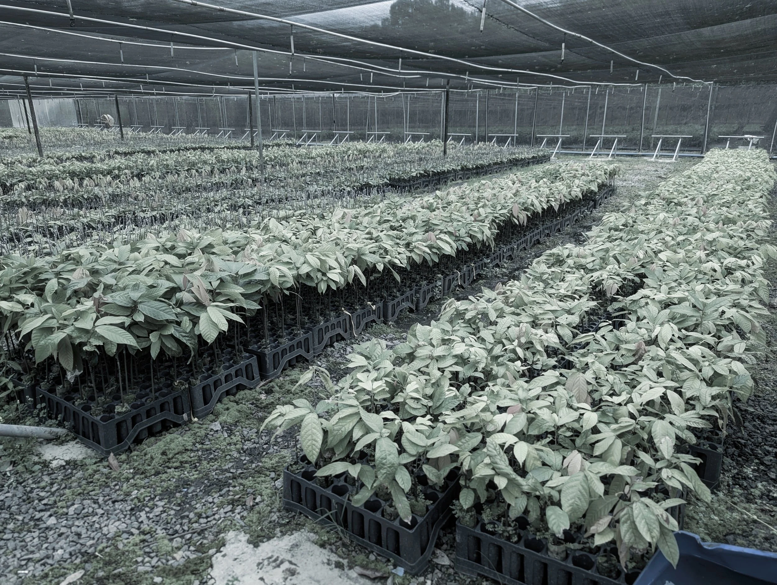 Inside a greenhouse with rows of young green plants growing in black plastic trays.
