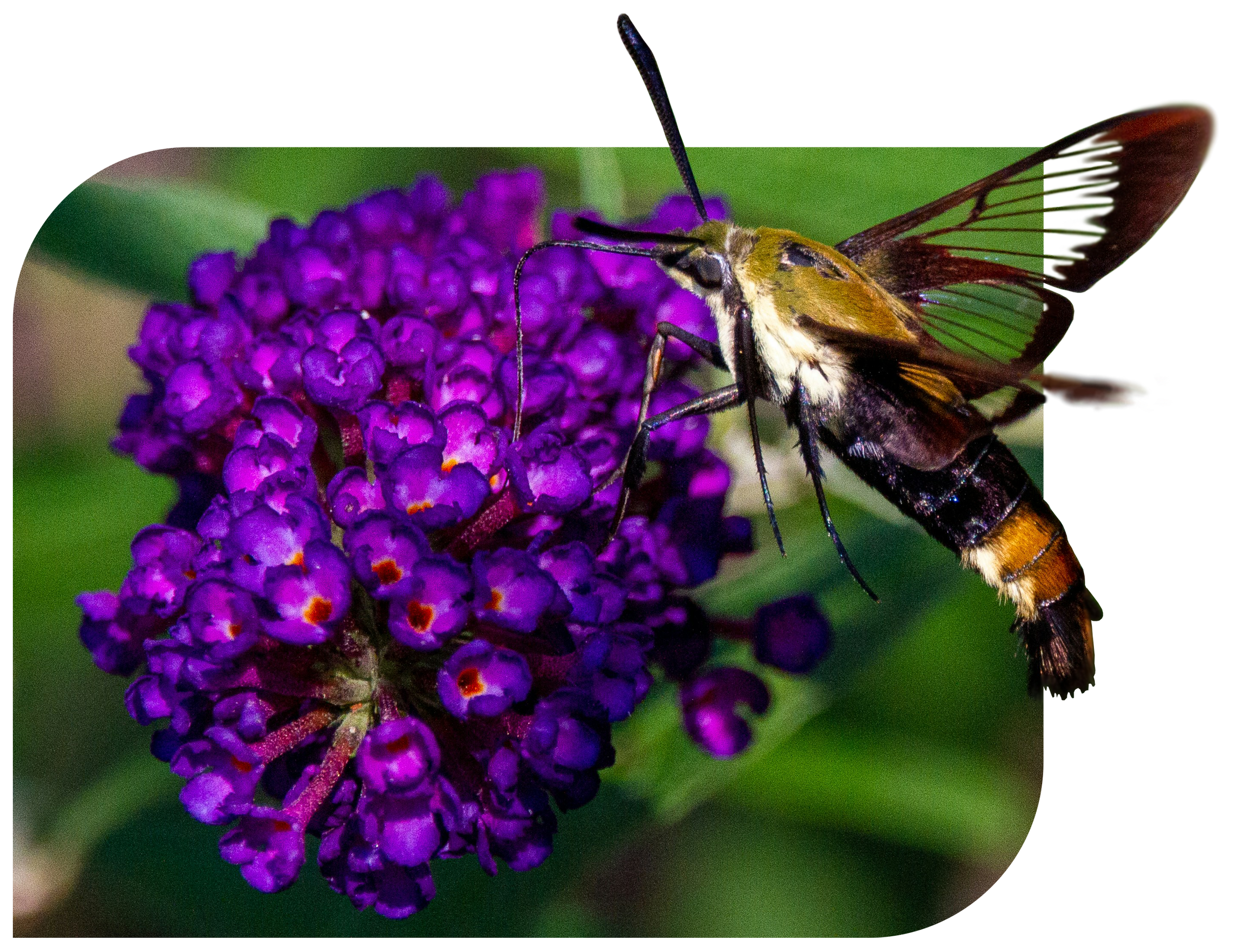 A picture of a clearwing moth suspended in air as it drinks nectar from a purple flower.