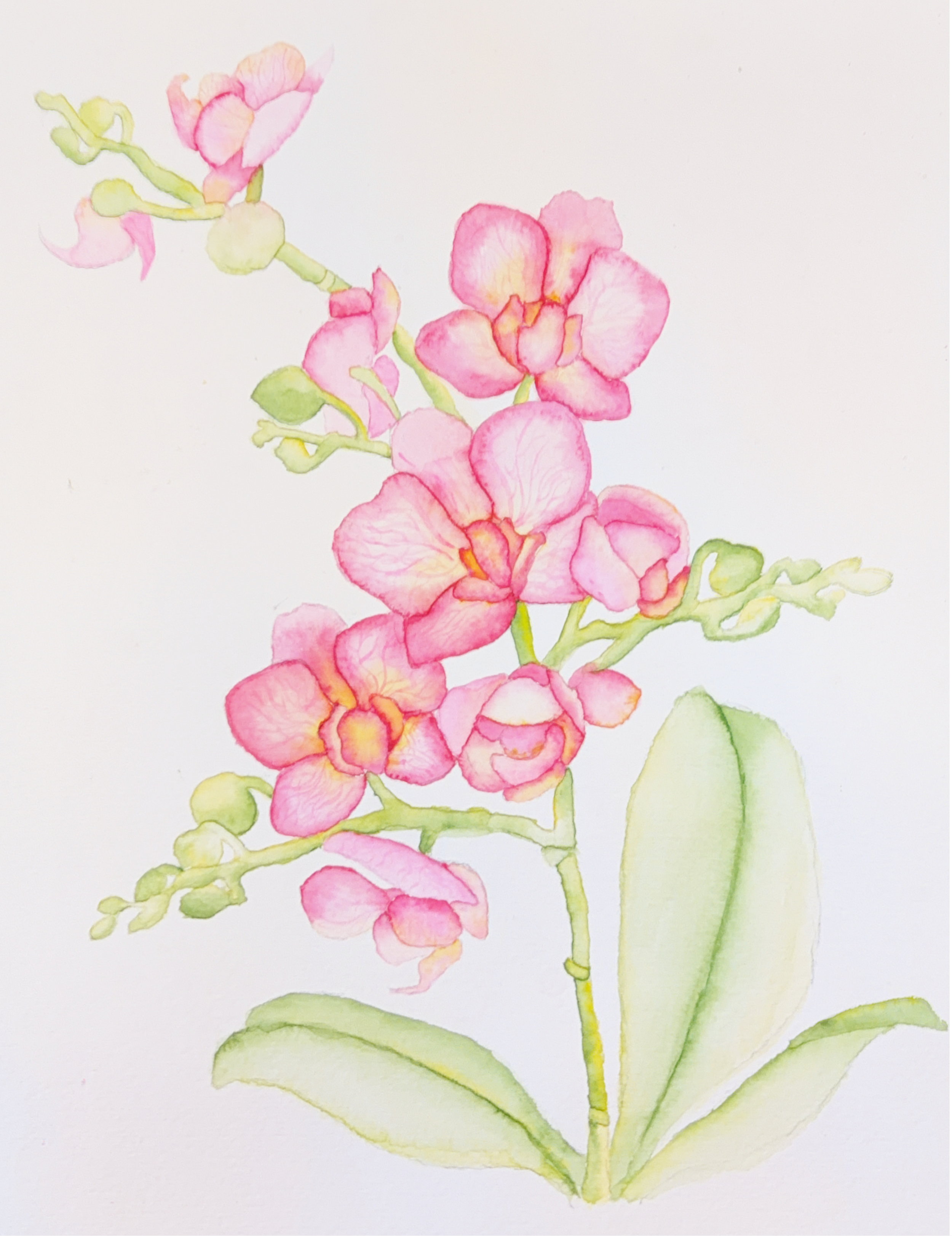 Pink Orchid.png
