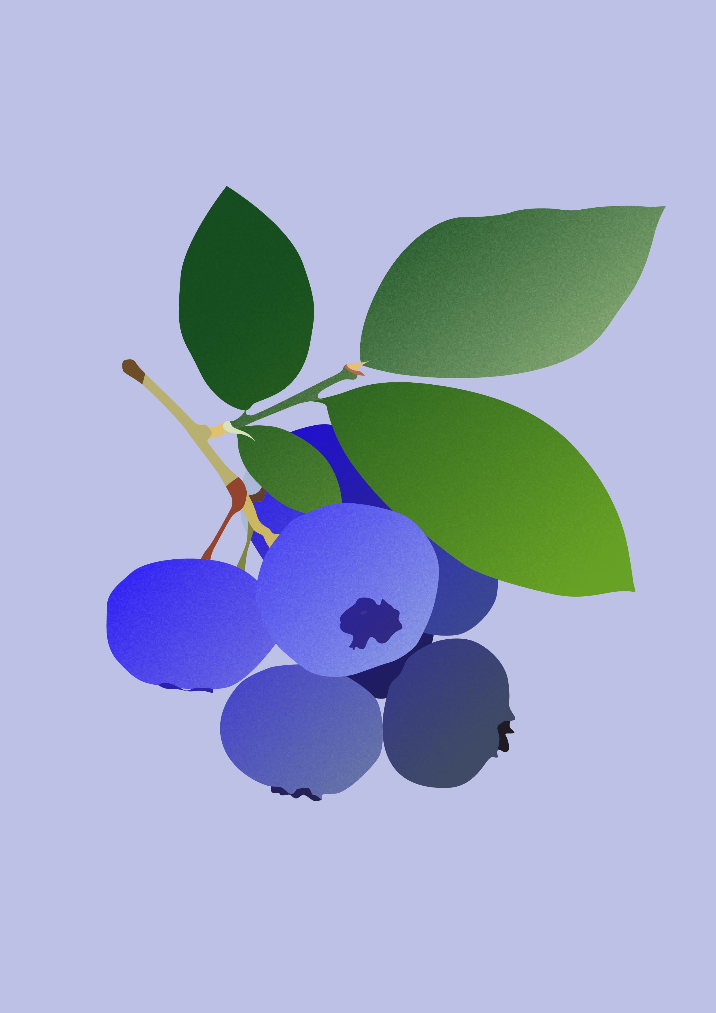 Blue blerries.jpg