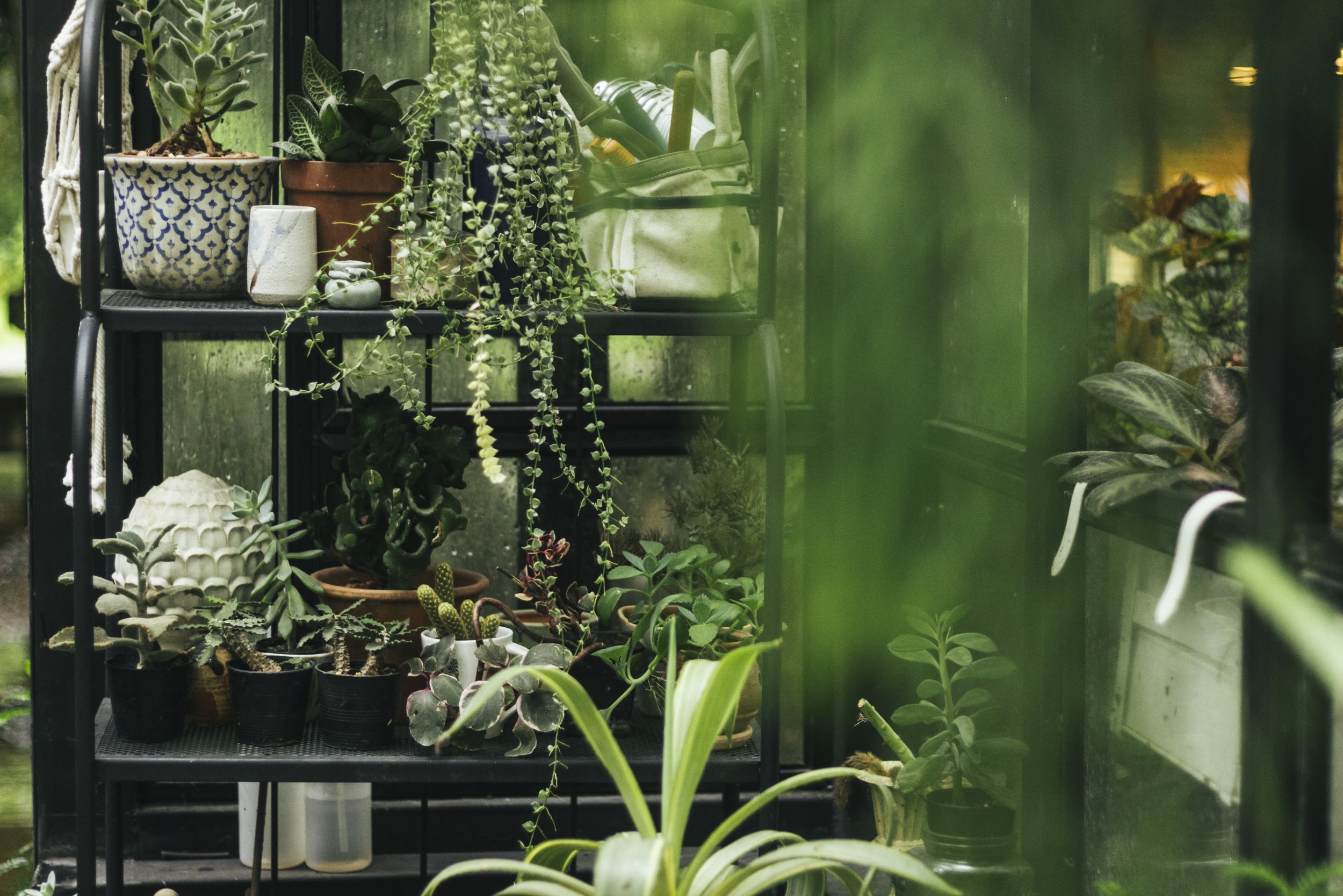 green-plants-glasshouse.jpg