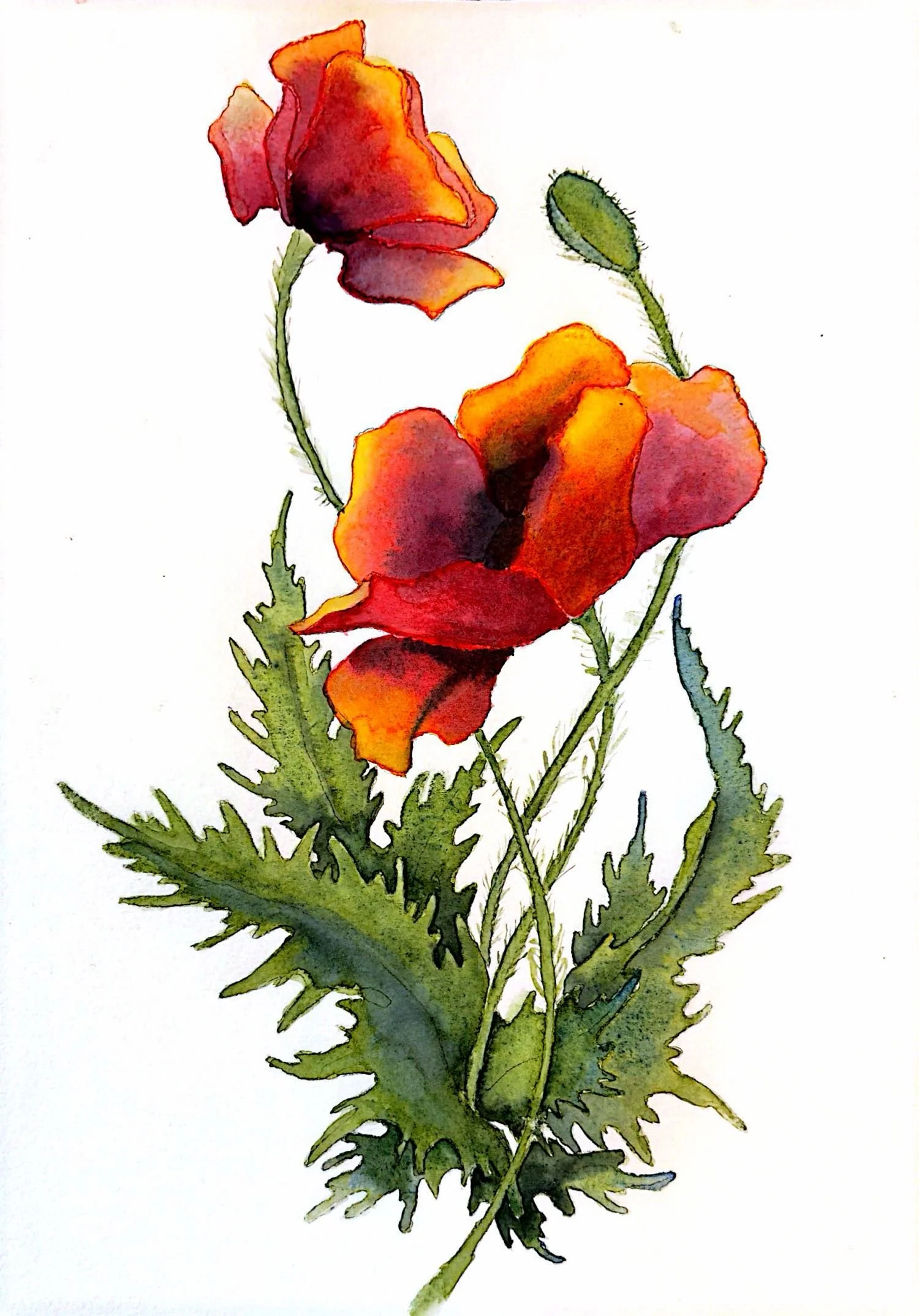 Poppies 1.jpg