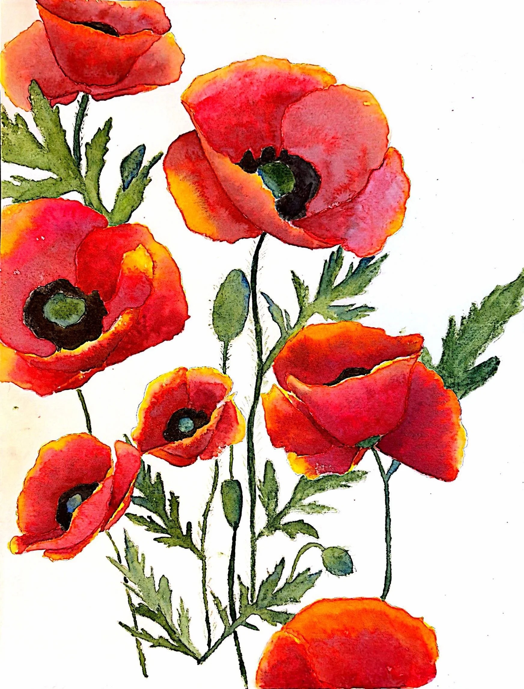 Poppies 2.jpg