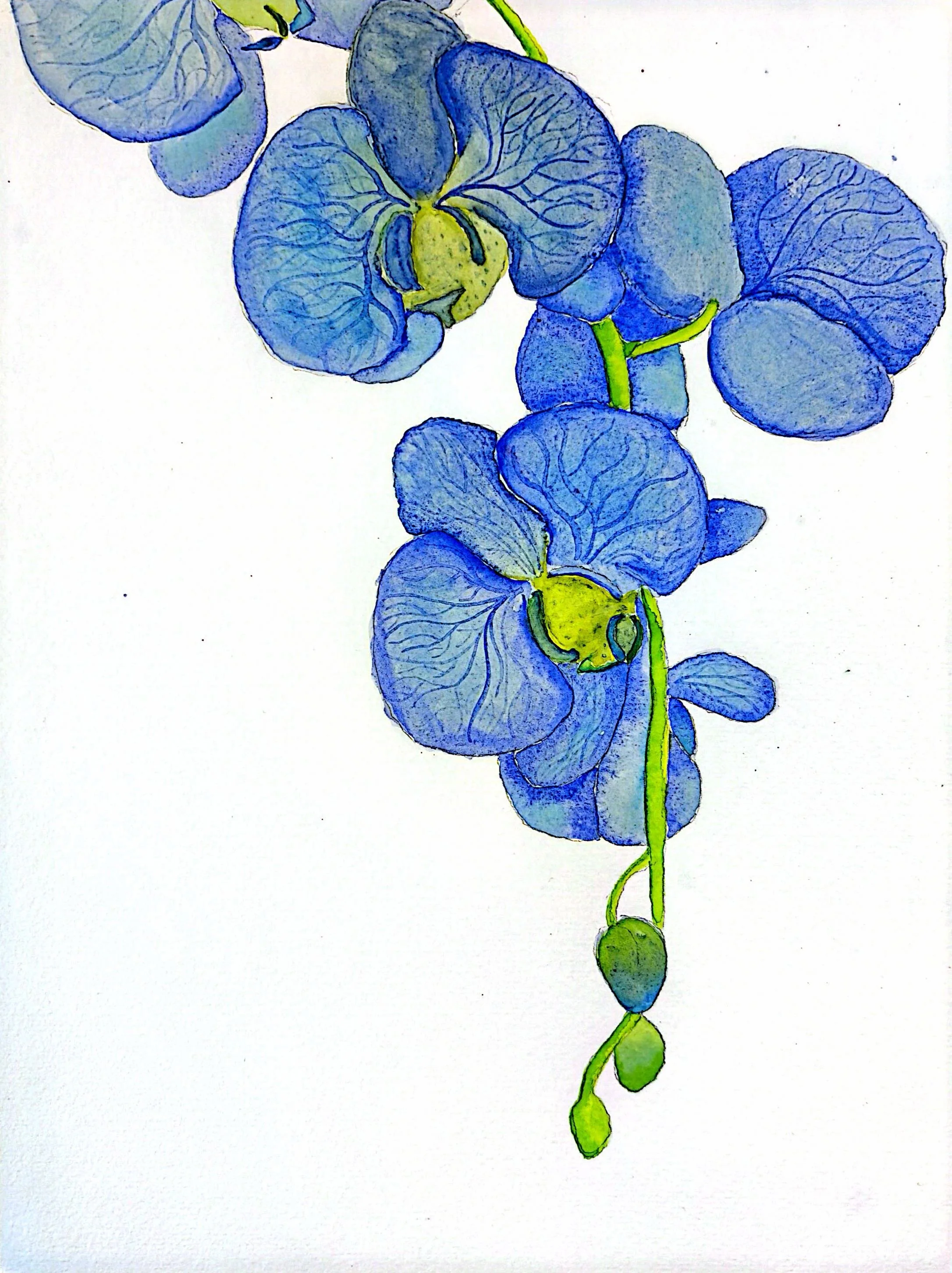 Orchid blue.jpg