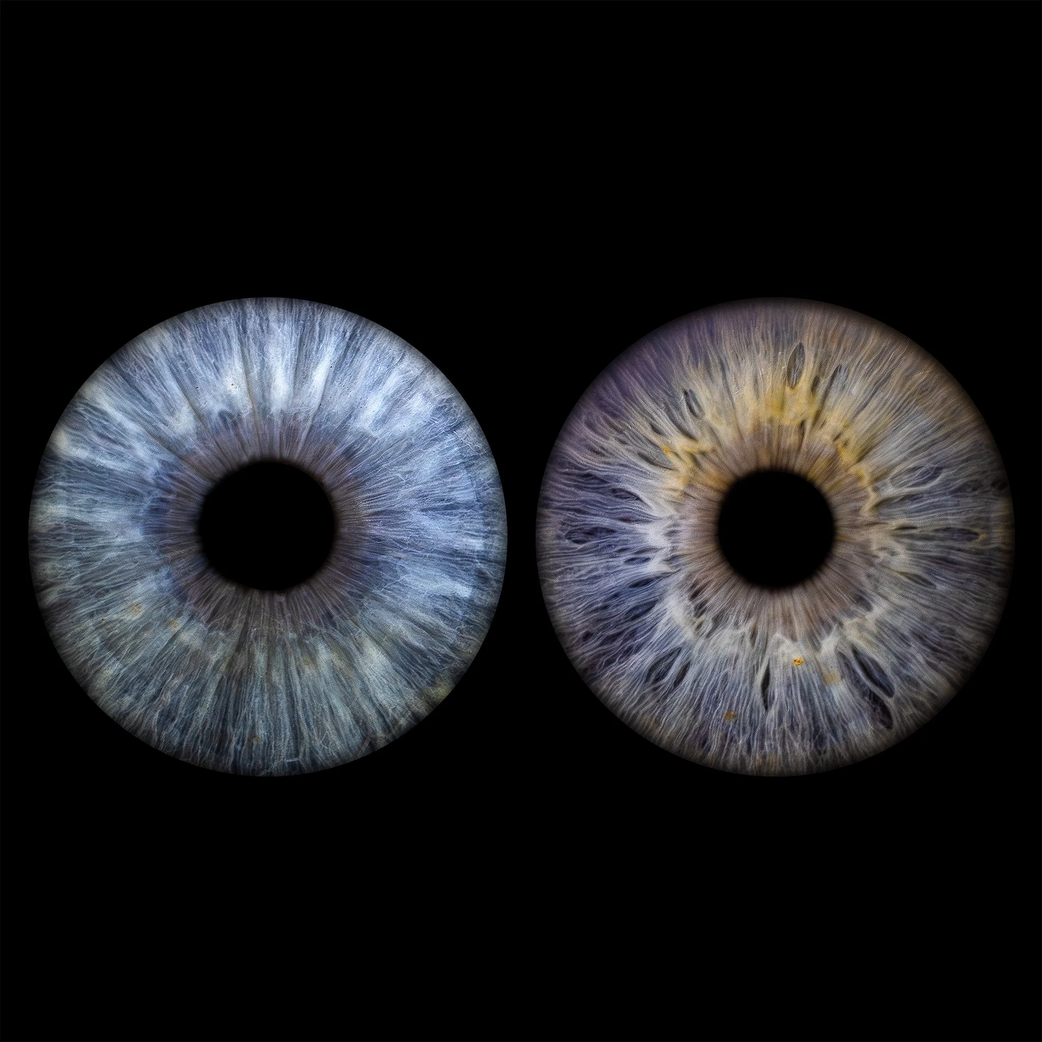 Double Iris Collage - Plain Black Background
