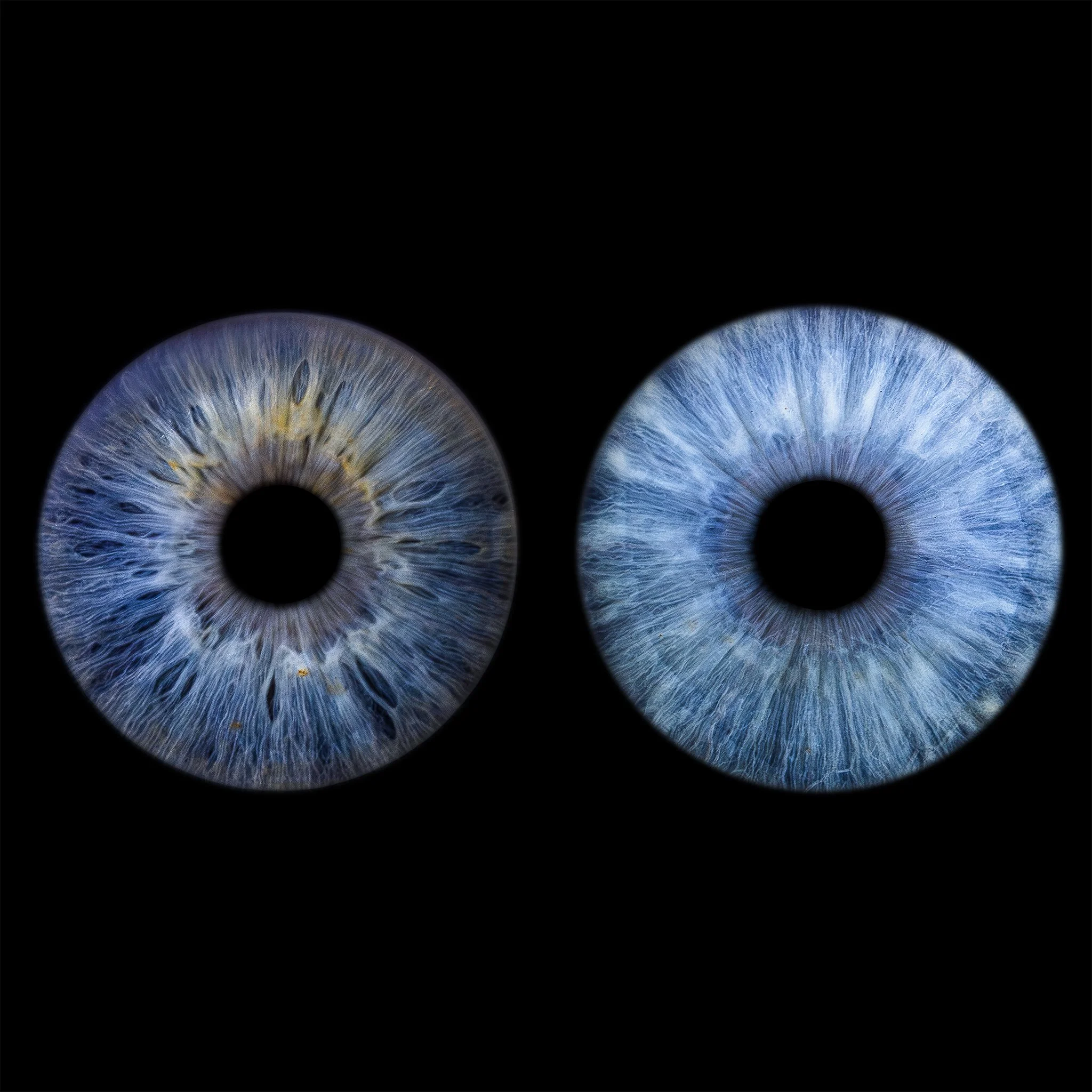 Double Iris Collage - Plain Black Background