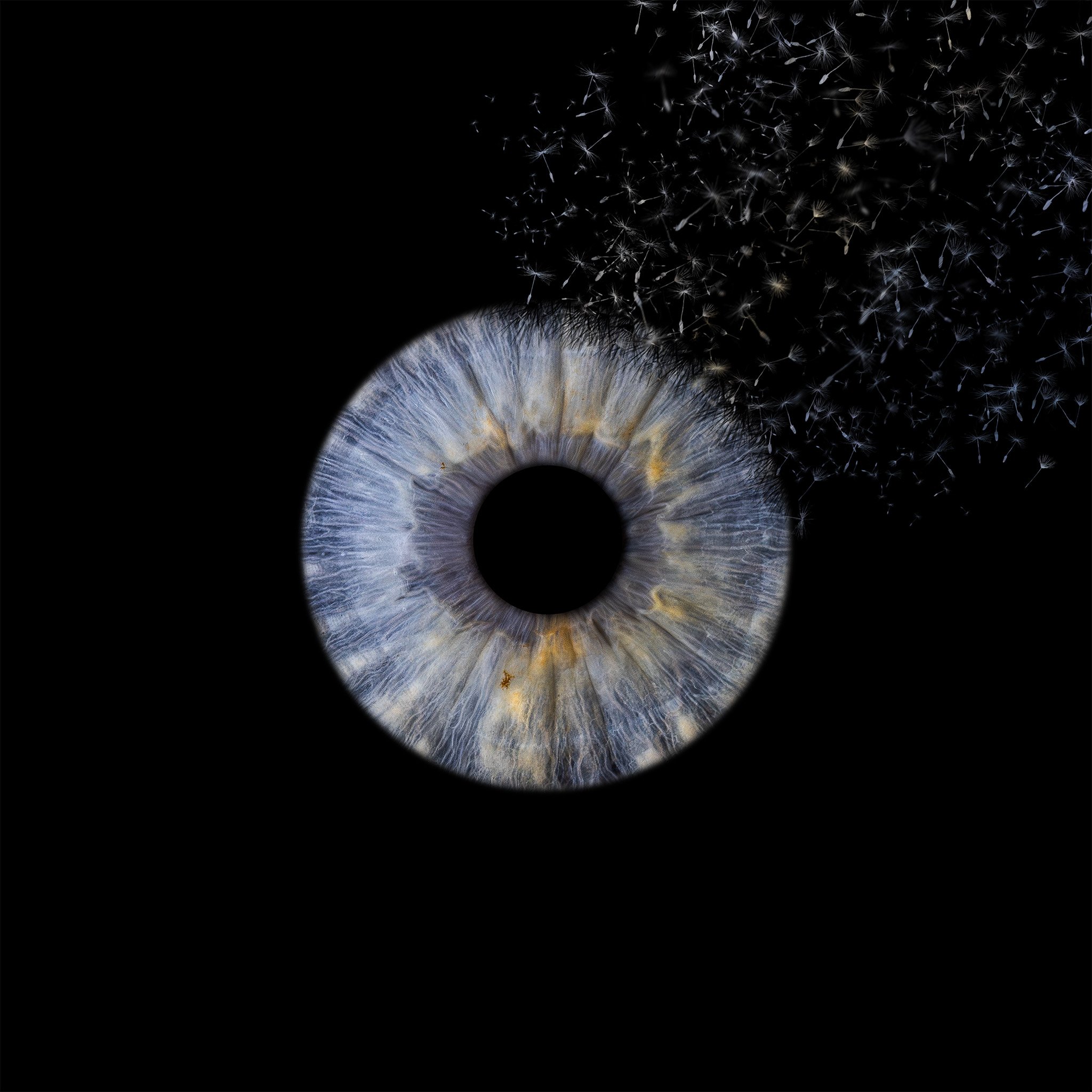 Single Dandelion 2048px JPG.jpg