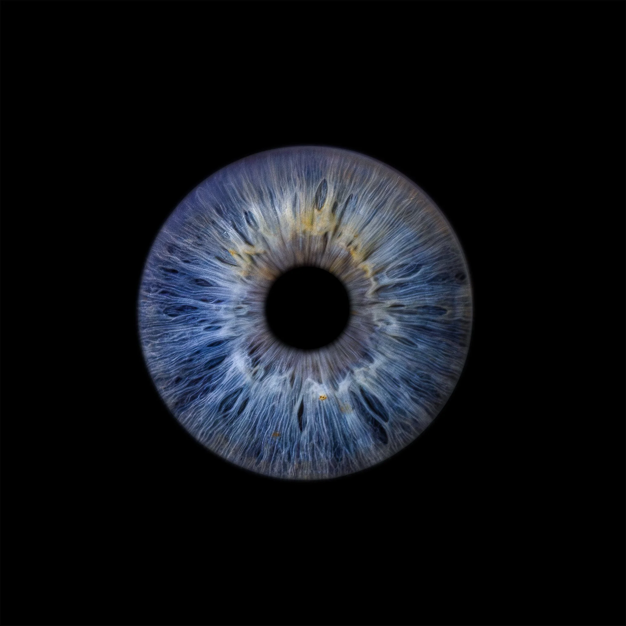 Individual Iris - Plain Black Background