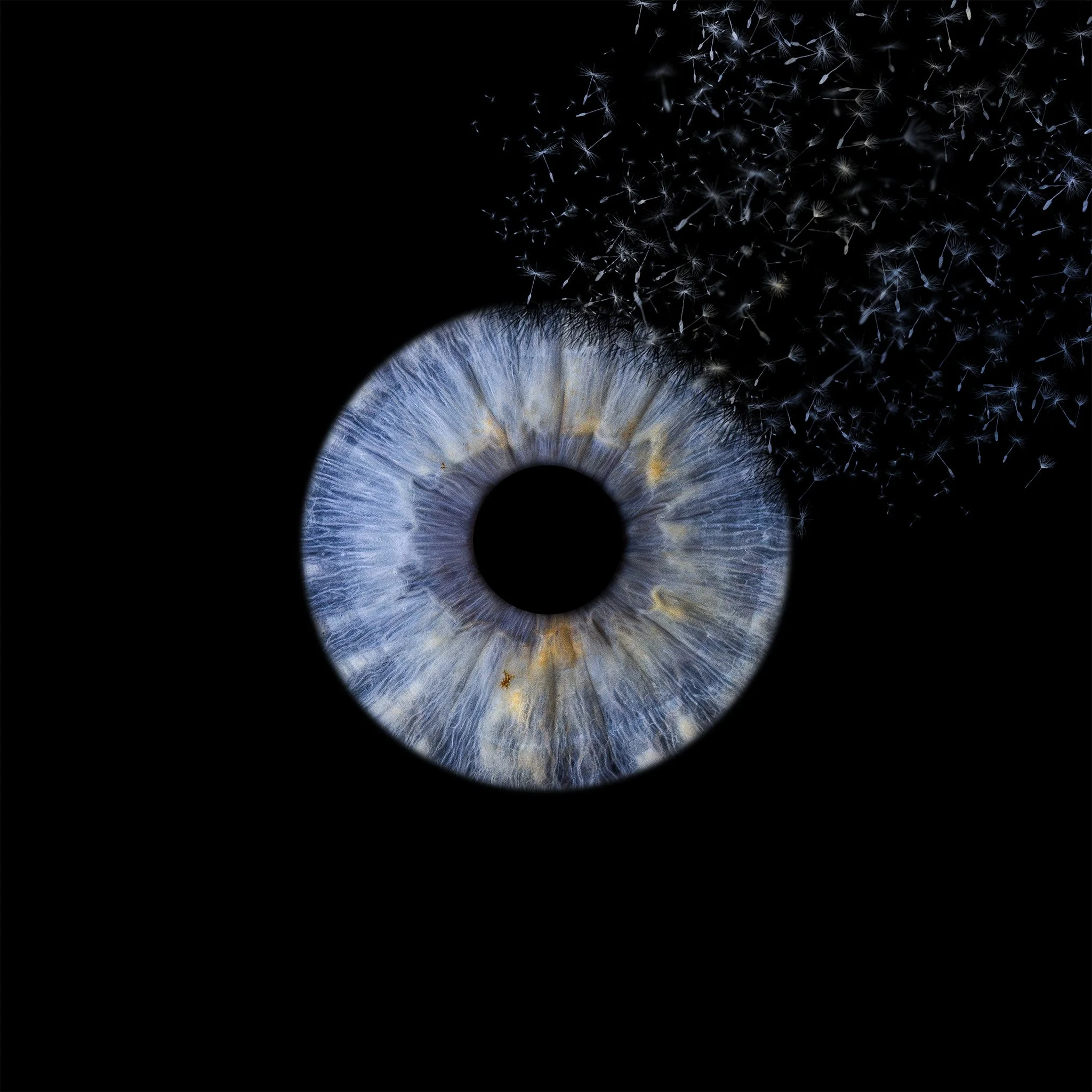 Single Dandelion 2048px JPG.jpg