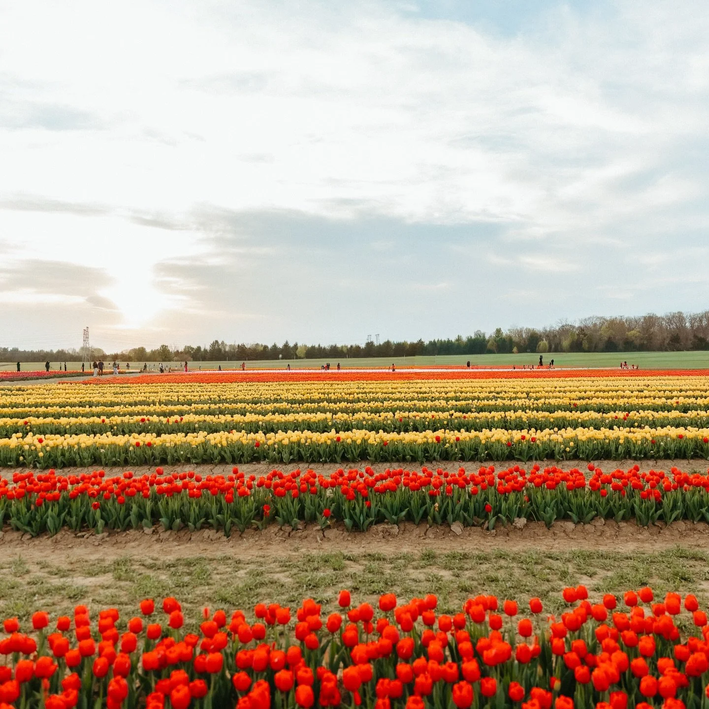 I am so ready for spring 🌷✨ And I&rsquo;m so excited to share that I&rsquo;ll be offering tulip sessions at @burnsidefarms this season! Keep an eye out for their opening announcement so you can grab your entrance ticket as soon as they go live &mdas