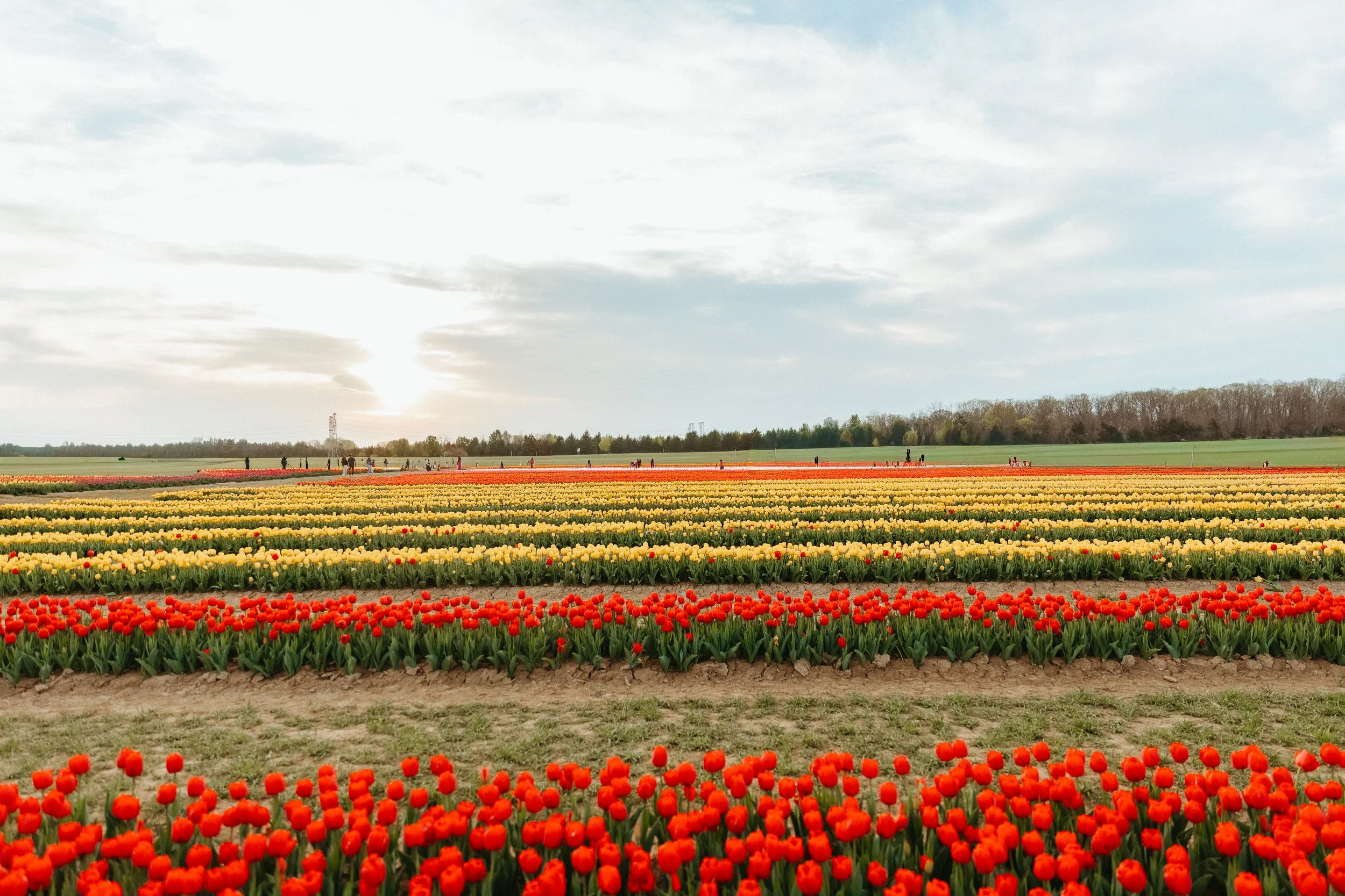 Tulip Season in Virginia 