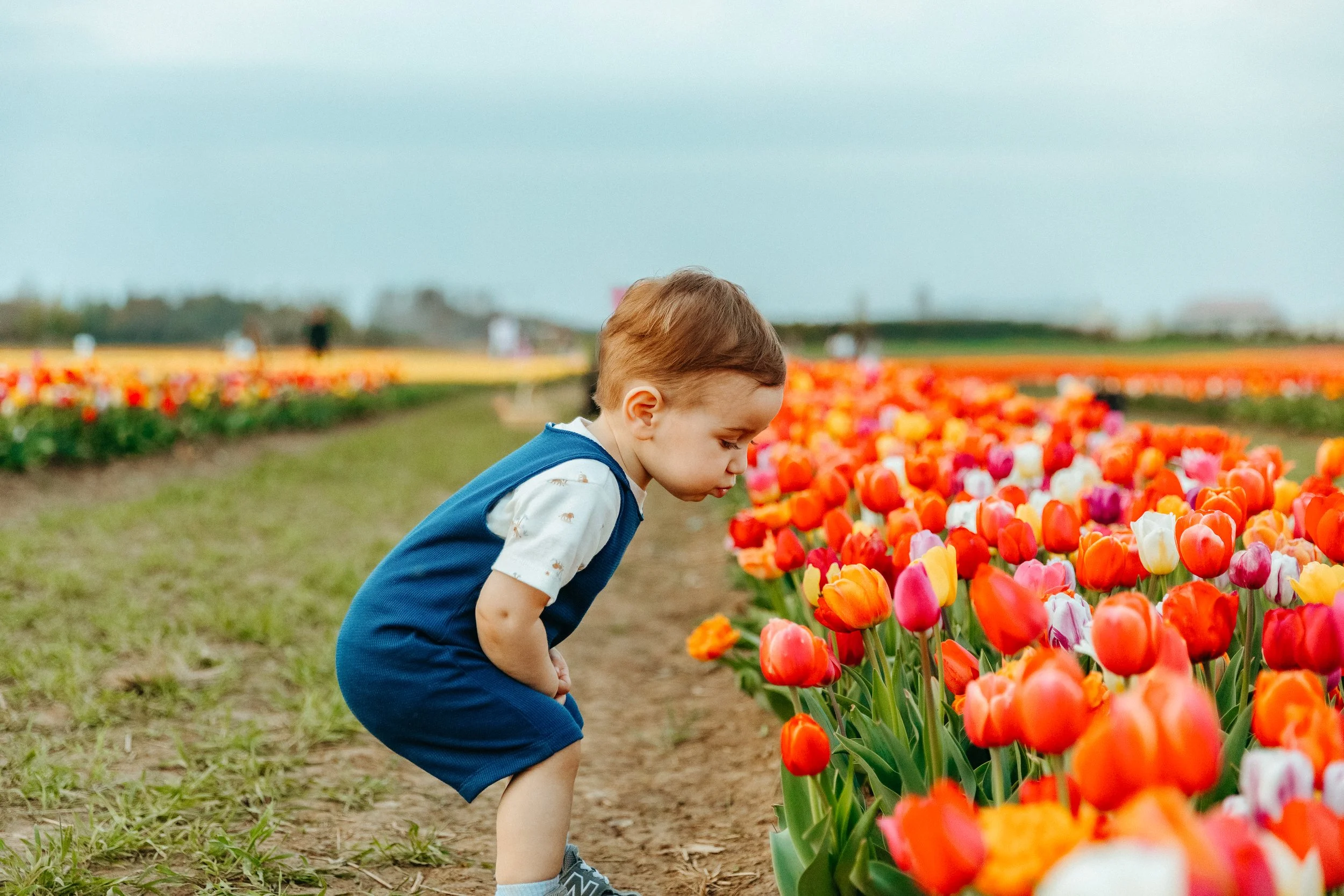 A young boy in blue overalls and a white shirt crouching near a colorful tulip field, closely inspecting the flowers.