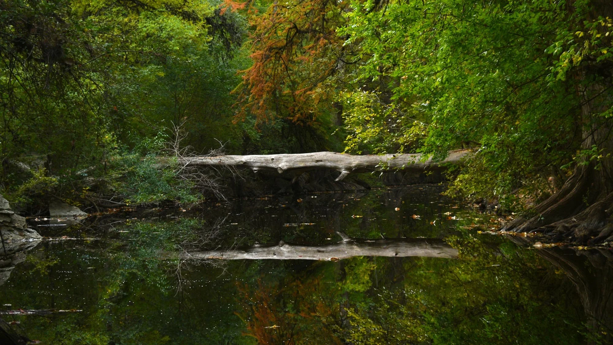 A serene forest scene with trees displaying autumn foliage, a quiet Cibolo Creek reflecting the trees and sky, and a fallen log crossing the river.