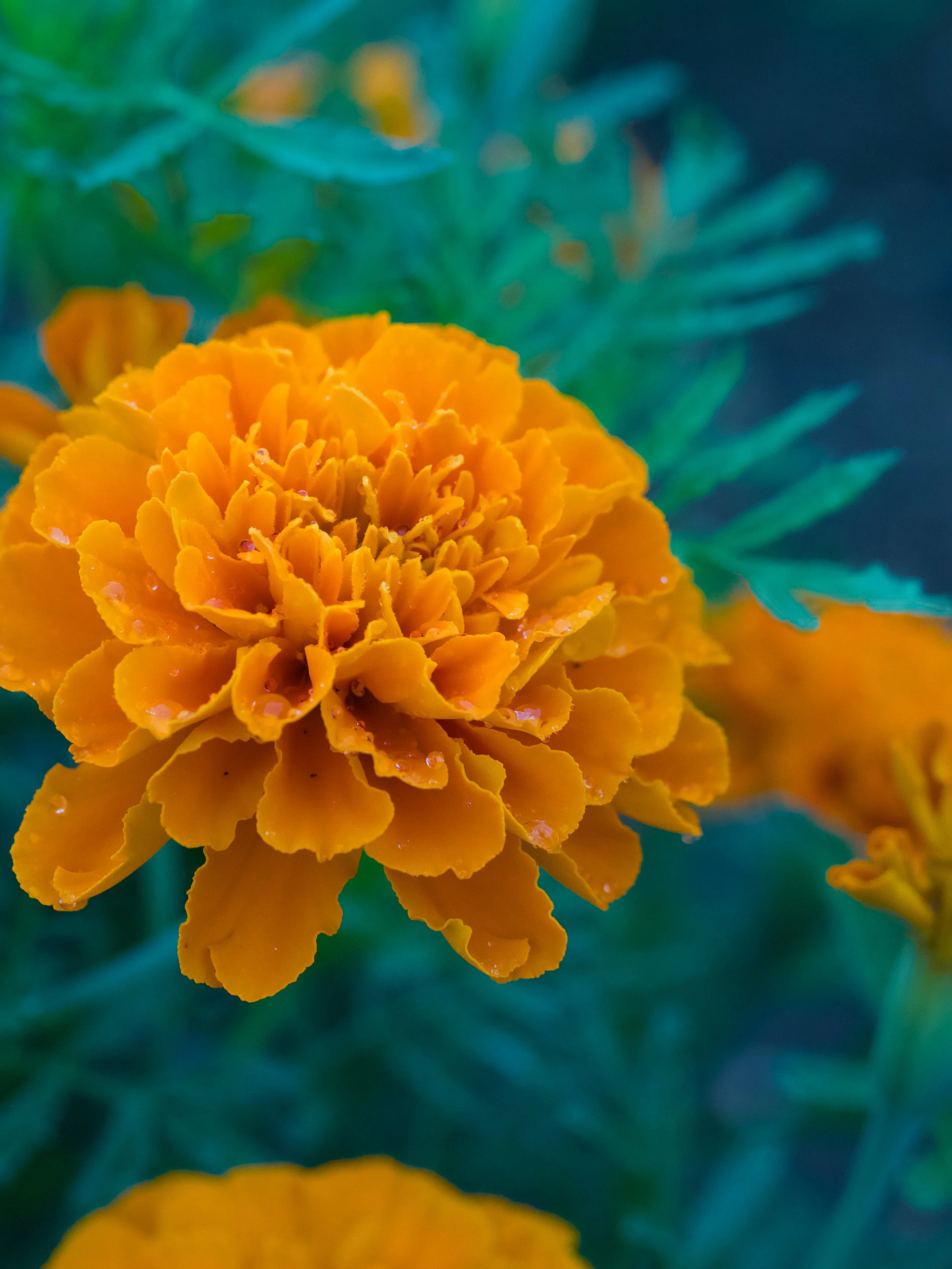 Close-up of a bright orange marigold flower with green leaves in the background.