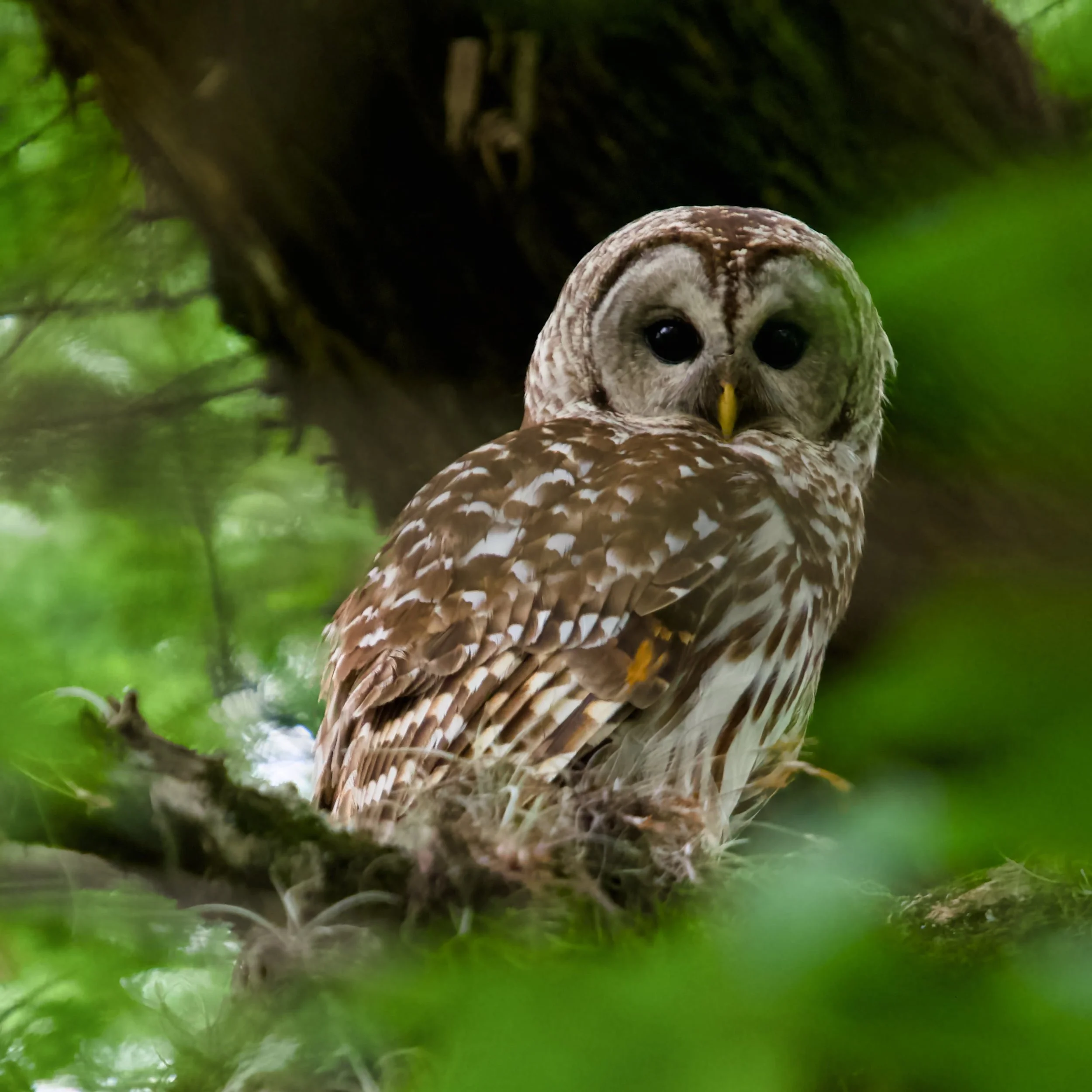 Close-up of an owl's face with large black eyes and a brown and white feather pattern, surrounded by green foliage.