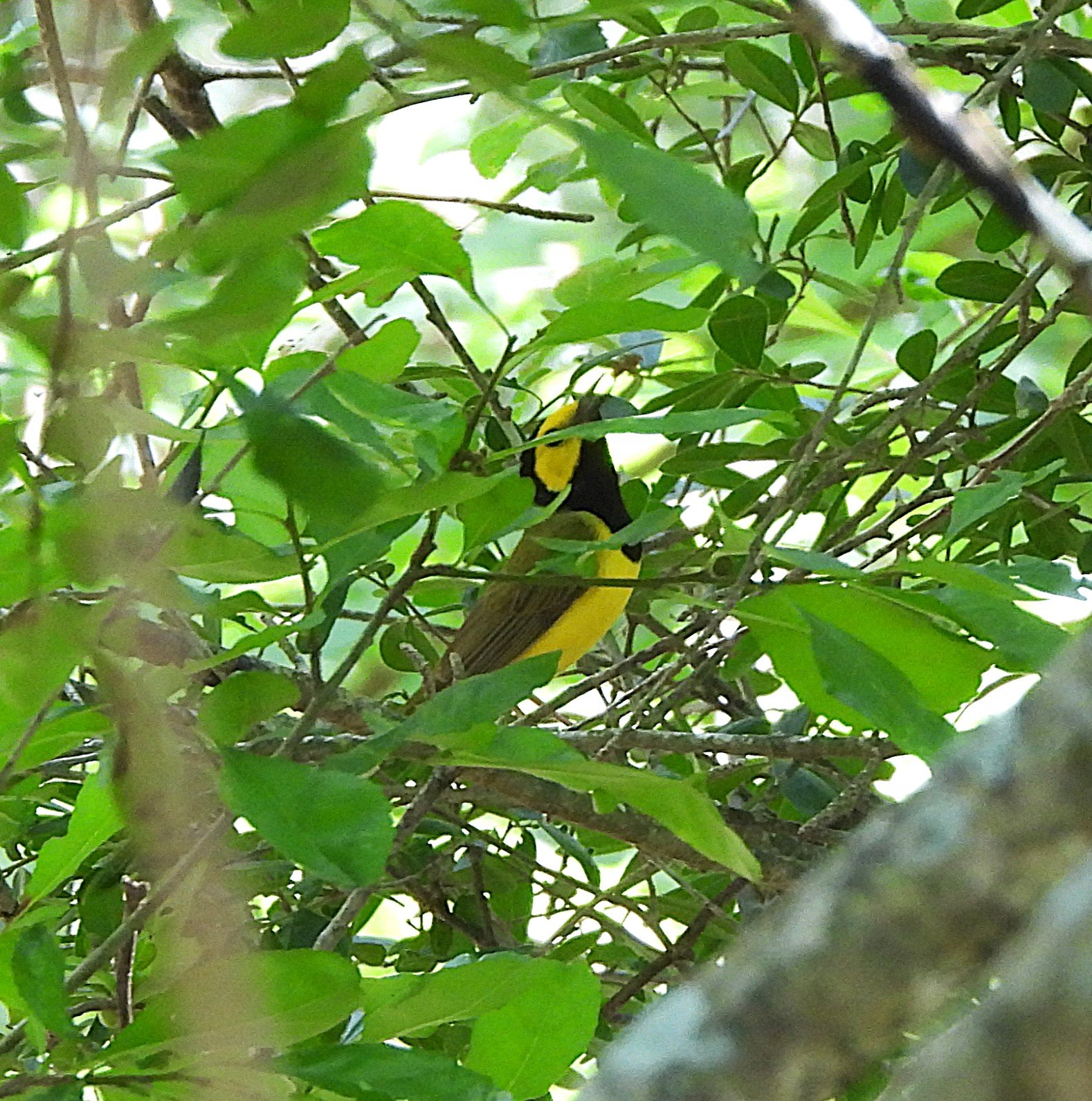 June Surprise on the Creek