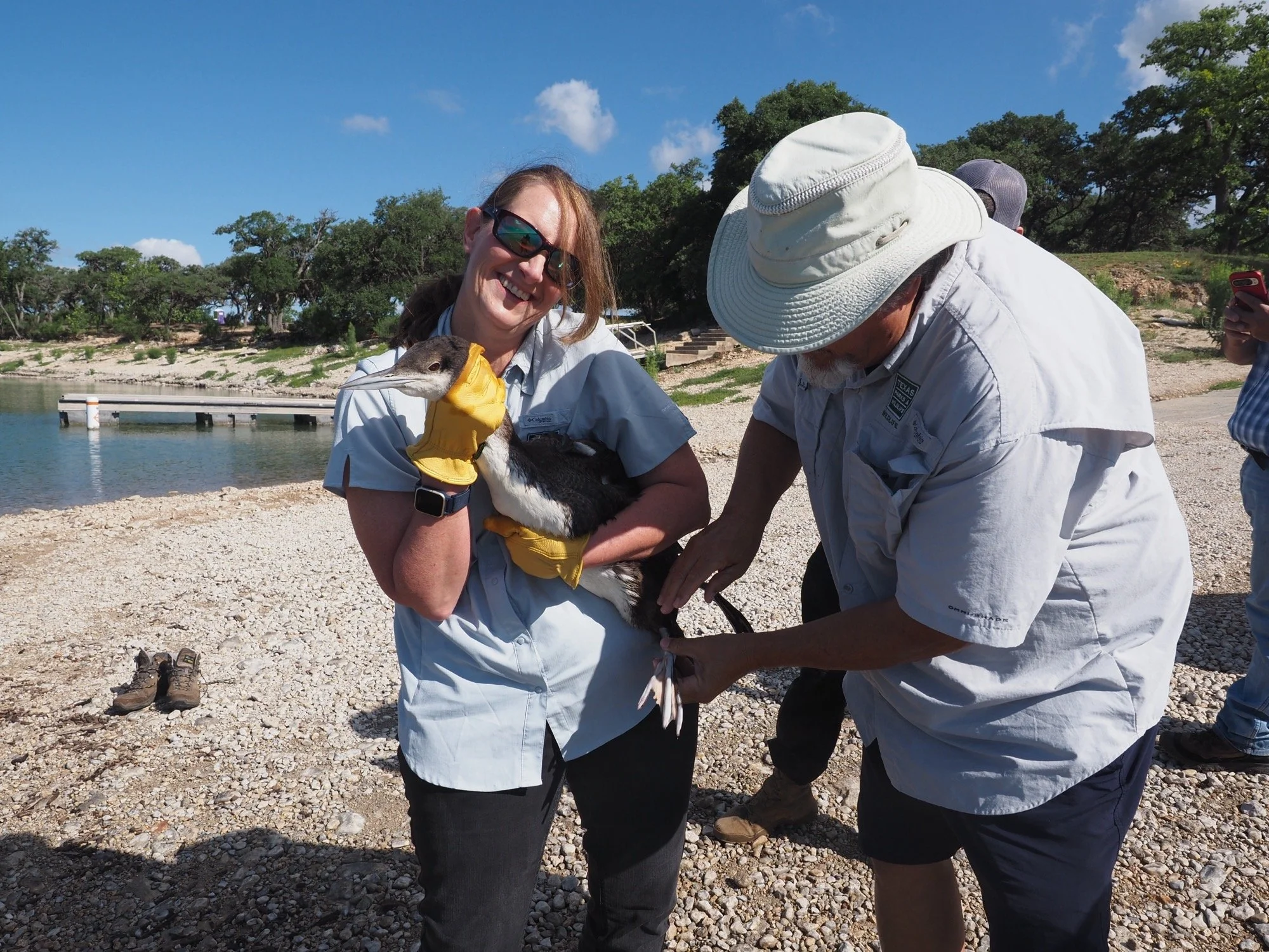 A woman in sunglasses holding a rescued loon, with a man in a white hat and shirt handling the bird, standing on a rocky beach near water with trees in the background.