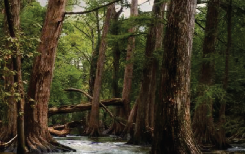Dense bald cypress tall trees and a flowing creek.