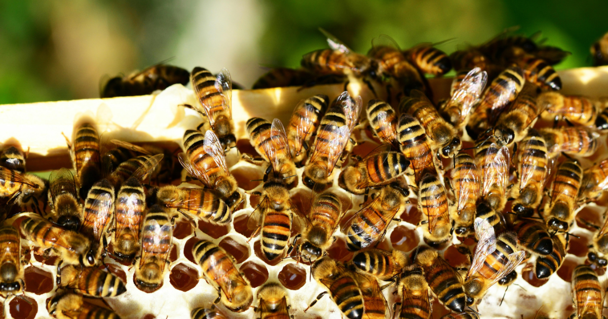 Bee Program at Herff Farm