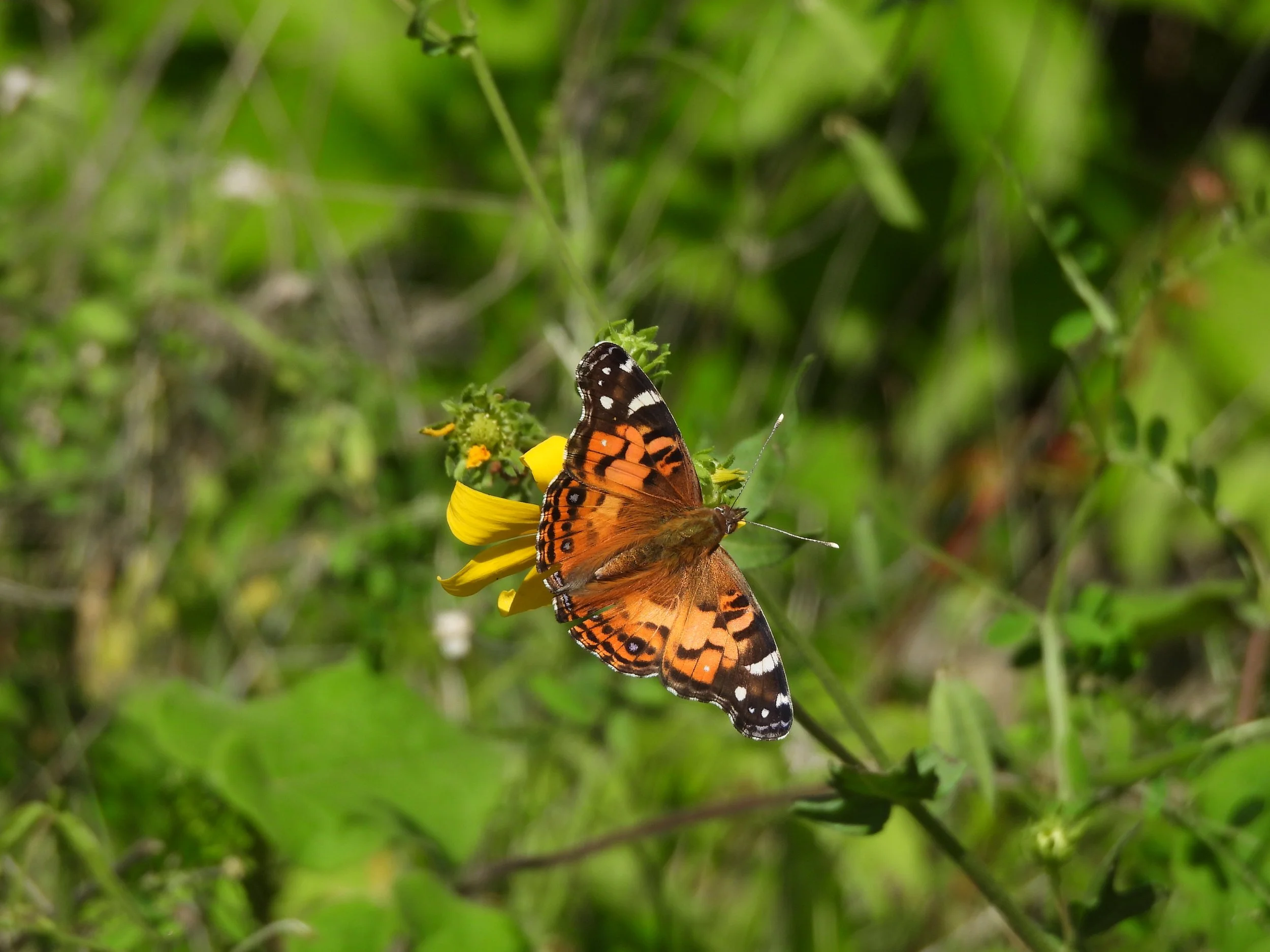 American Lady on Engelmann's Daisy 4.22.2024 by C. Hensley.JPG