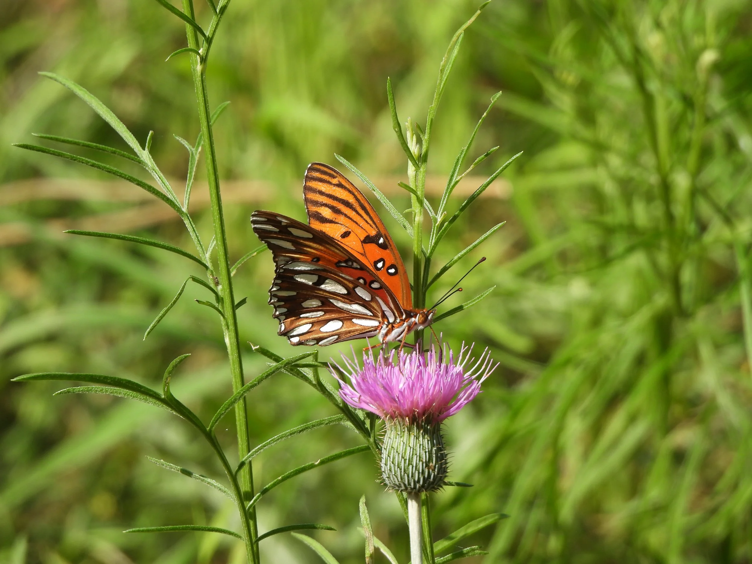 Gulf Fritillary 4.22.2024 CNC by Craig Hensley 2.JPG