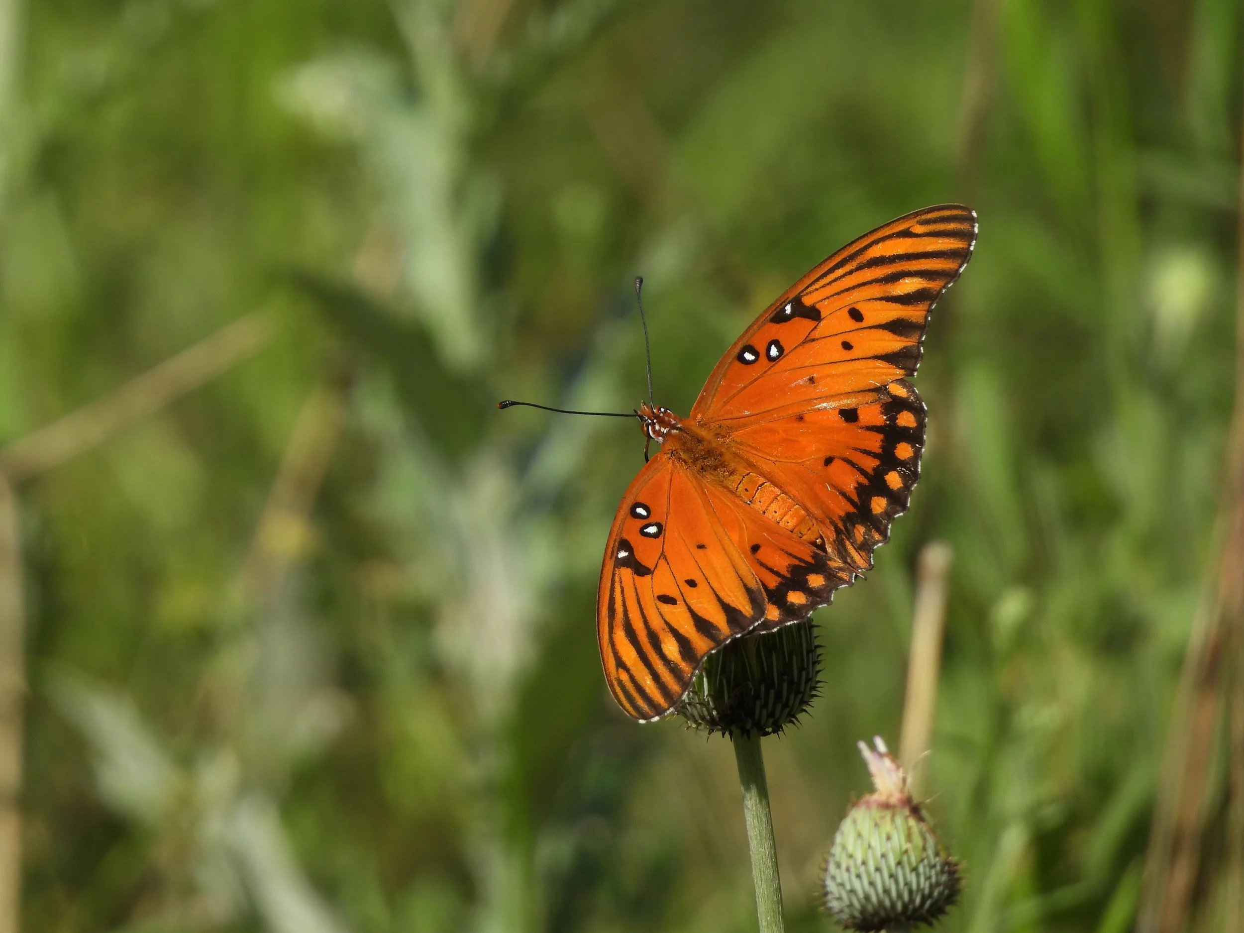 Gulf Fritillary 4.22.2024 CNC by Craig Hensley.JPG
