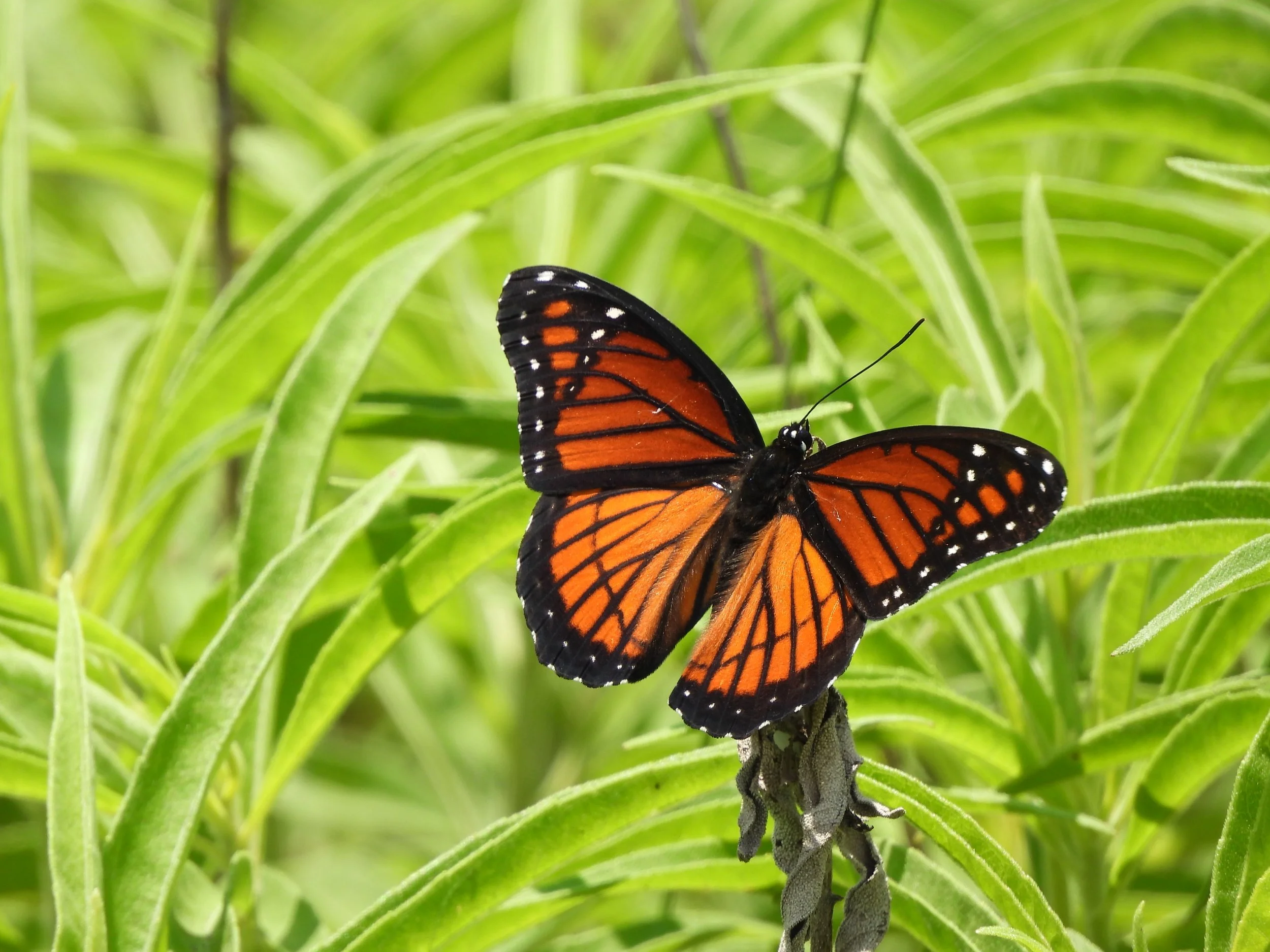 Viceroy Butterfly by C. Hensley.JPG