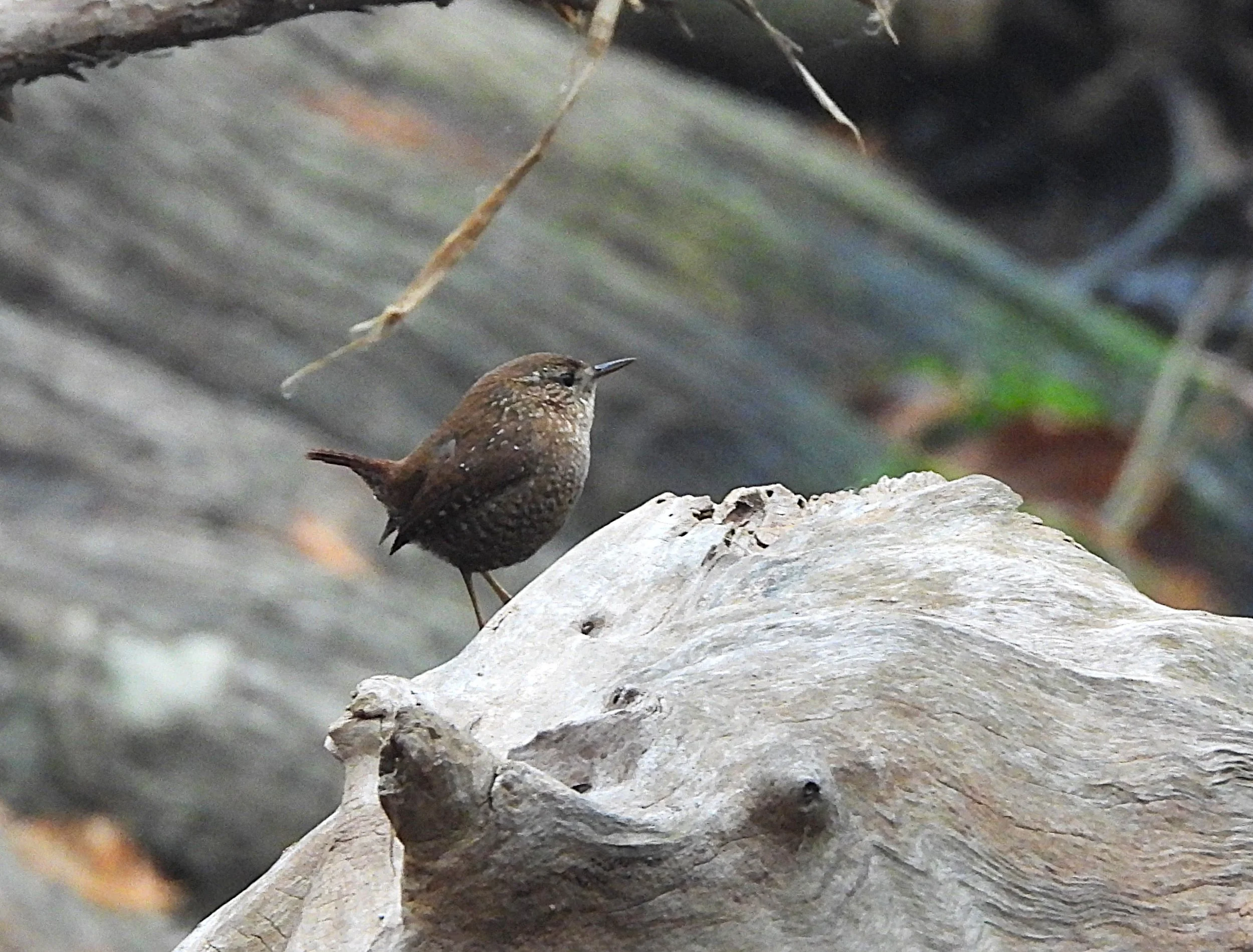 The Mouse Bird of Cibolo Creek