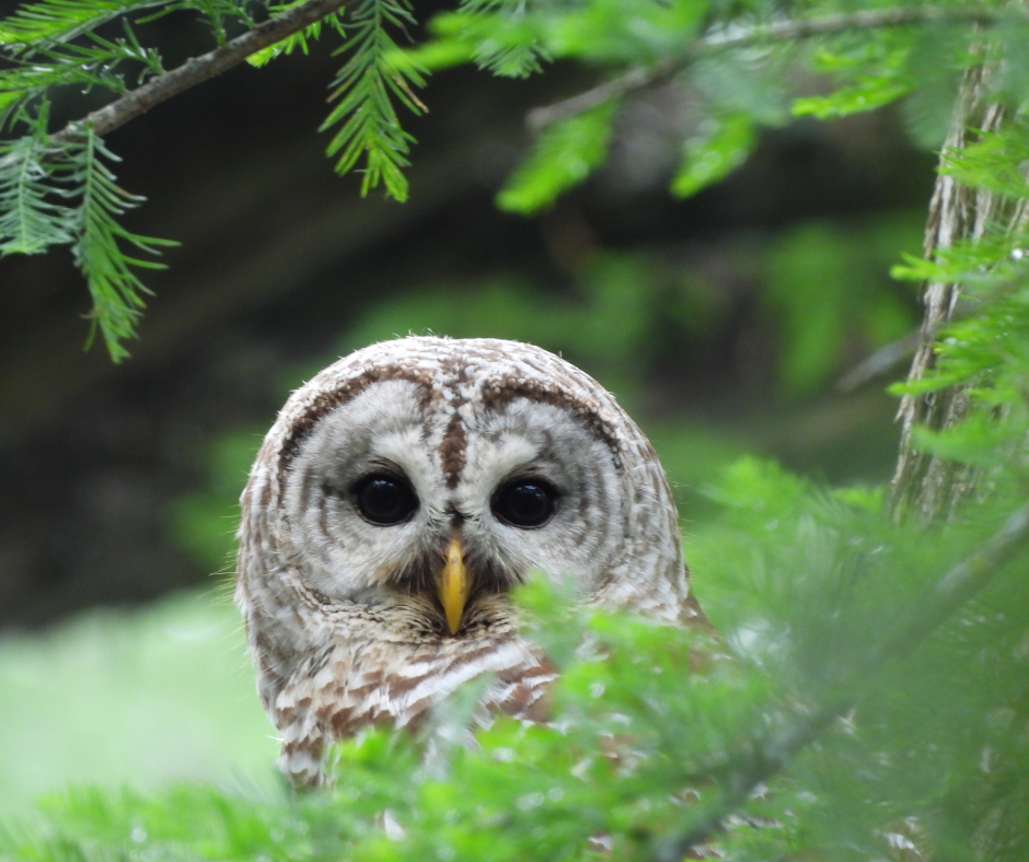Barred Owl-3.png