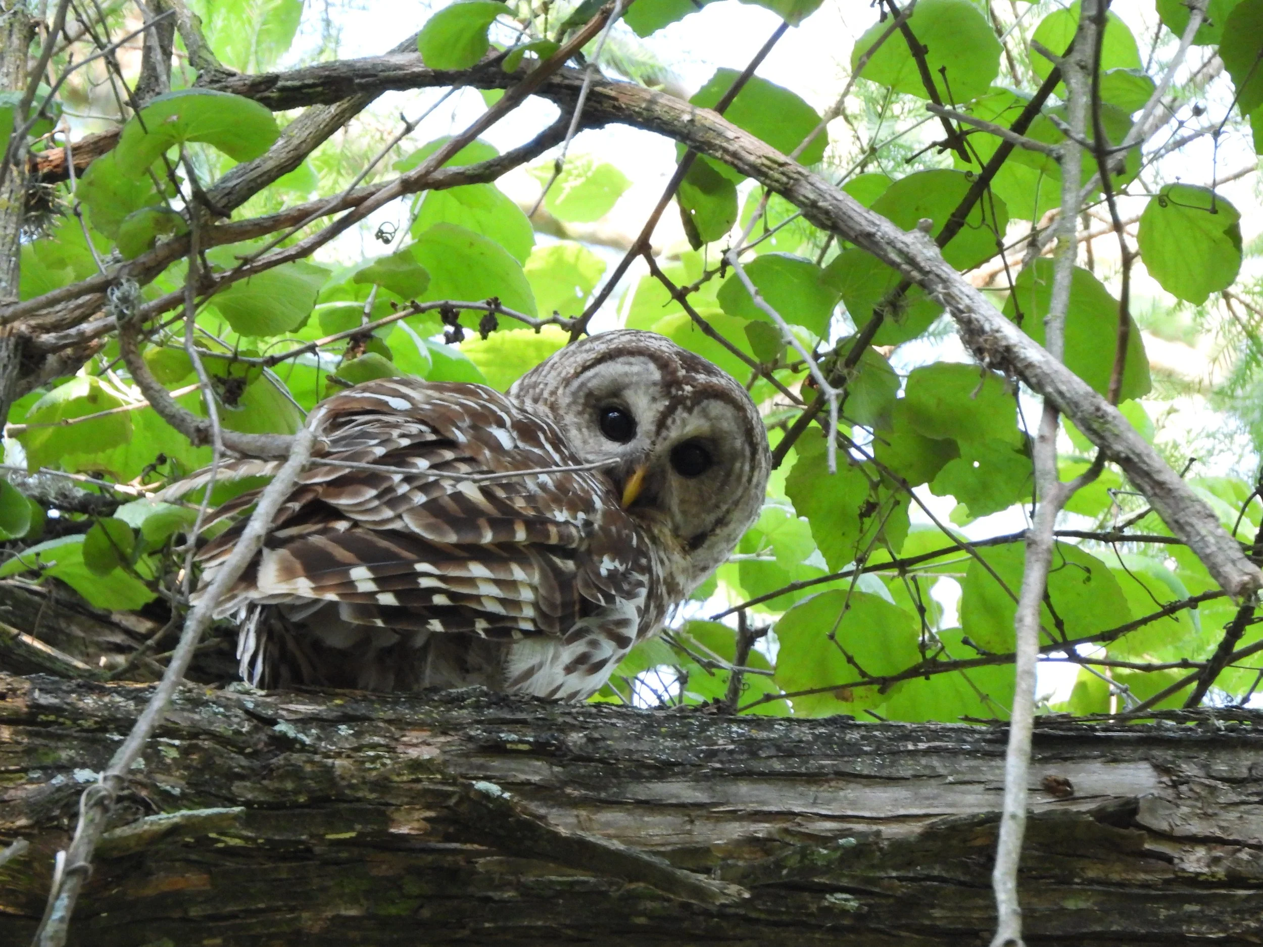 Barred Owl by C. Hensley 4.JPG
