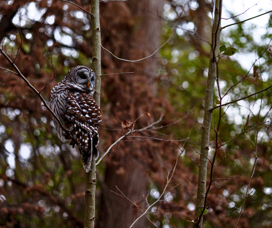 Barred Owl-4.png