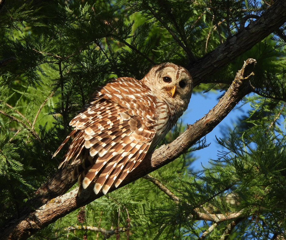 A Hoot of a Time