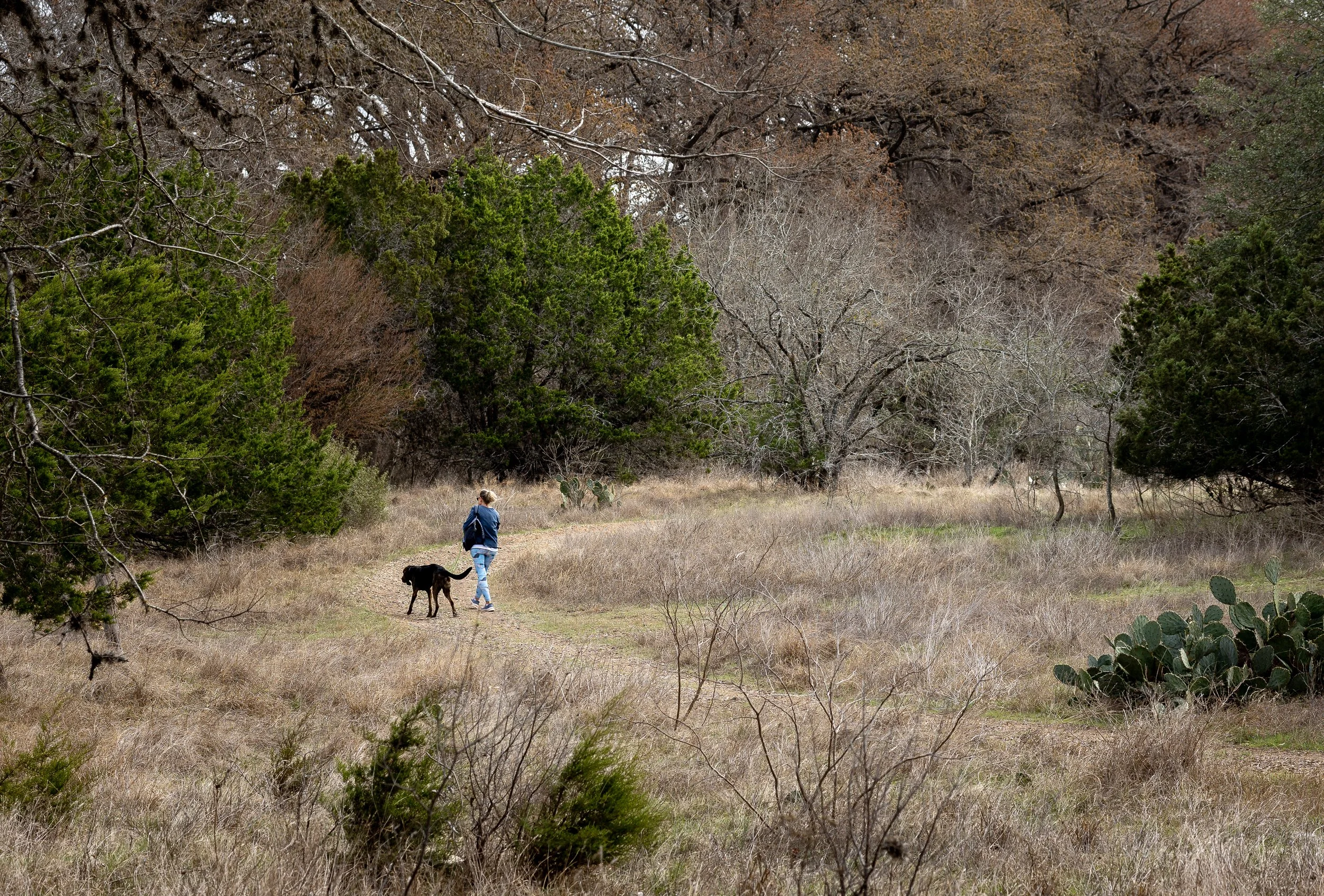 A person walking with a dog in a dry, grassy field surrounded by trees, some with green foliage and others with bare branches, on a cloudy day.