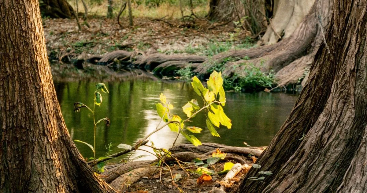 A view of a peaceful natural creek framed by two large trees with textured bark, with a branch and green leaves prominently in the foreground and lush woods in the background.