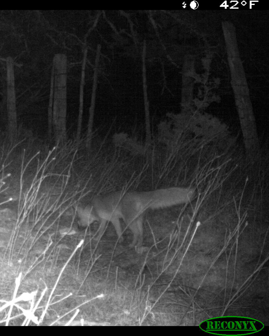 SisterdaleTrailCam-3.png