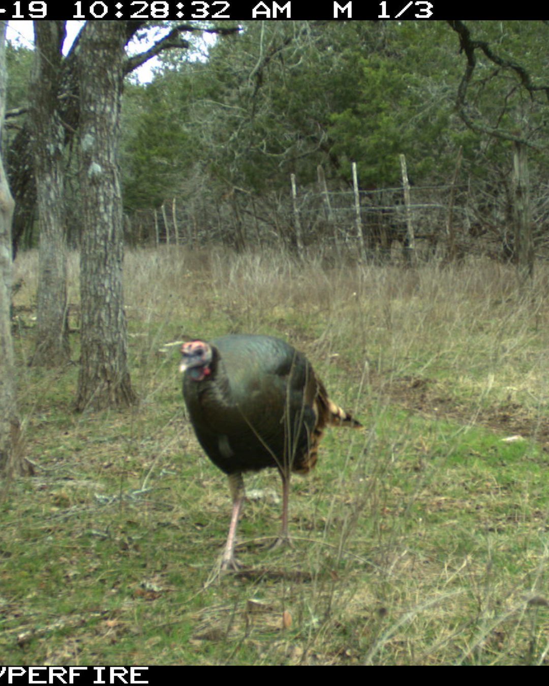 SisterdaleTrailCam.png