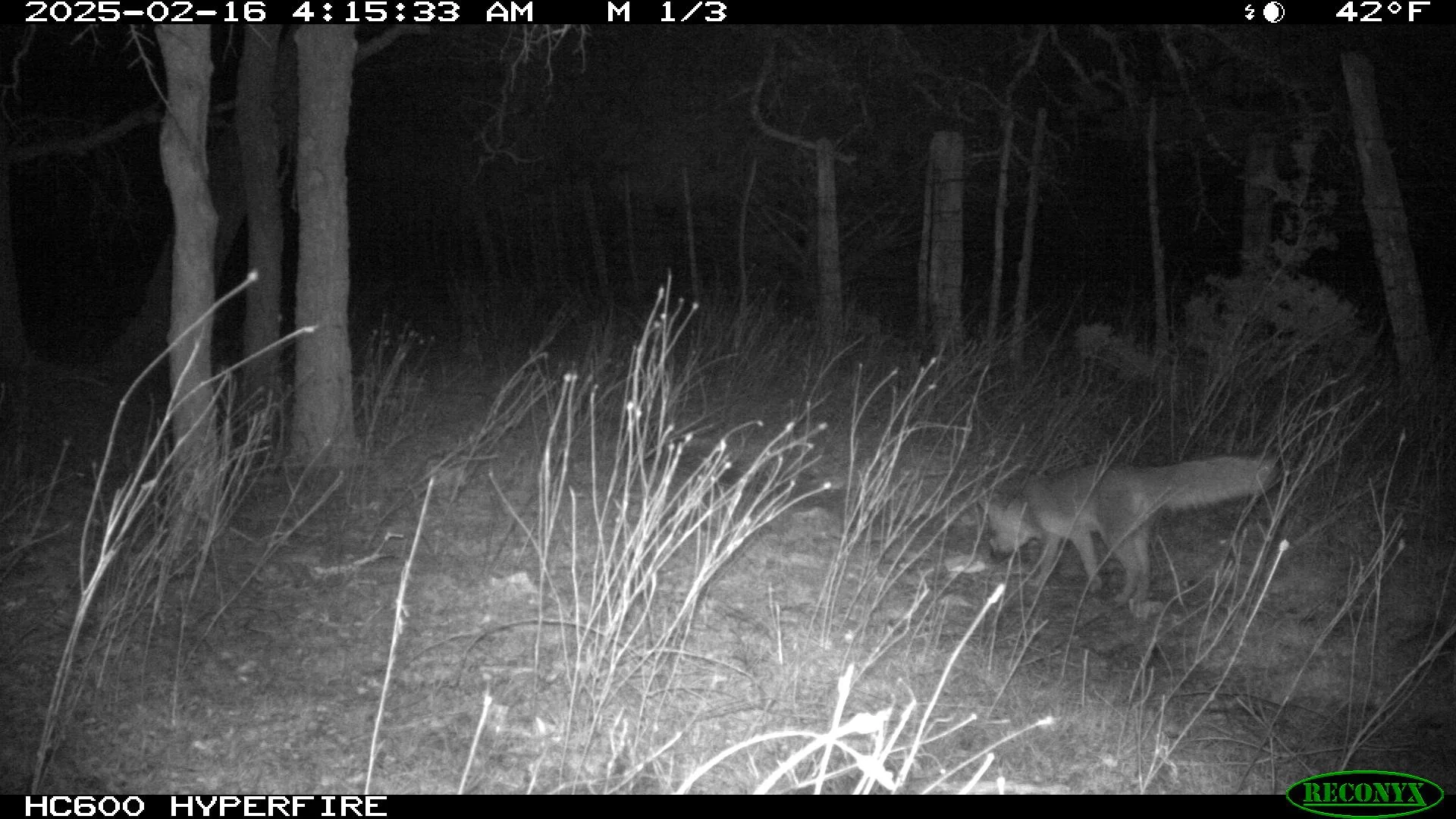 gray fox.jpg