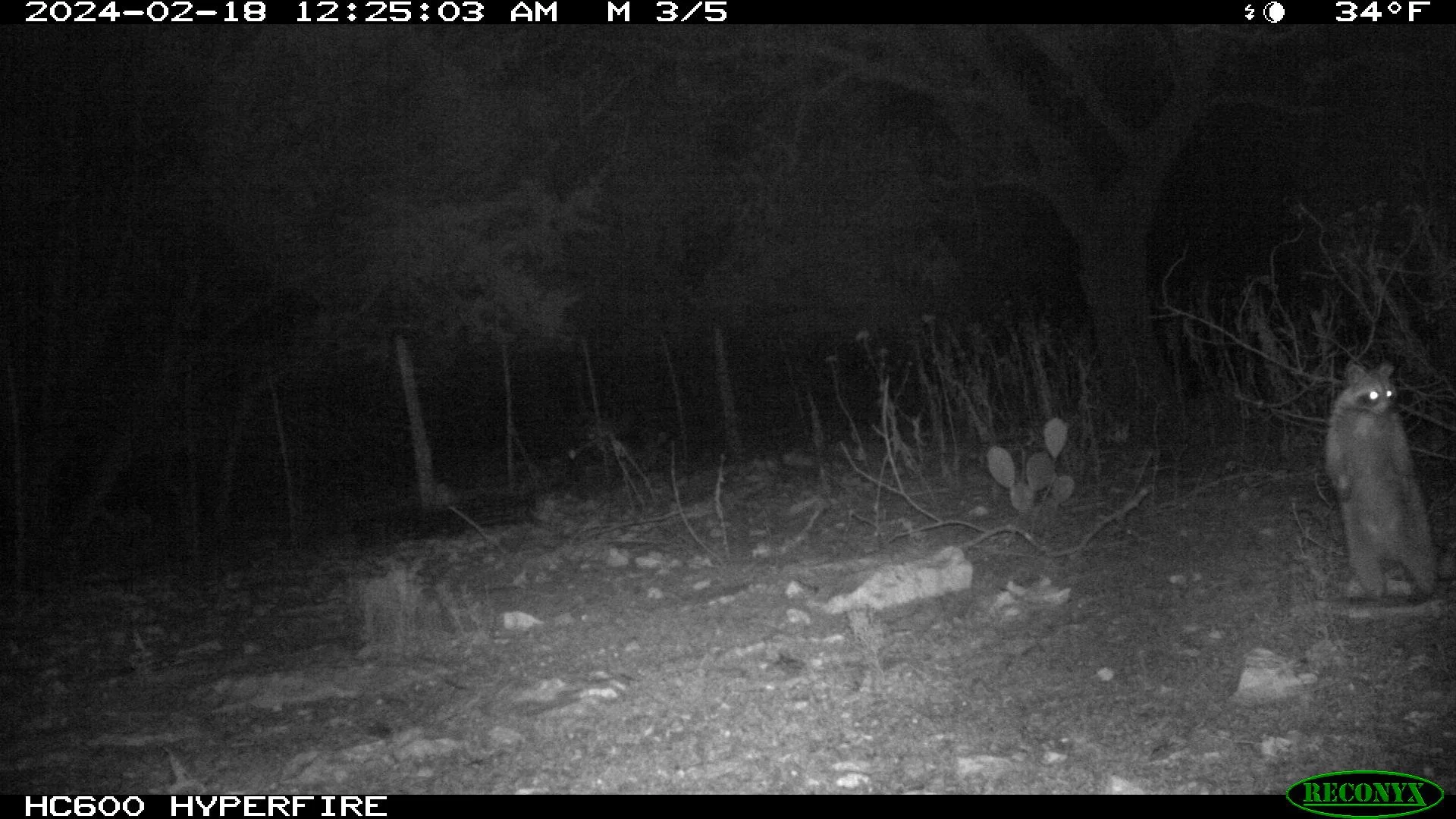 racoon alerted.jpg