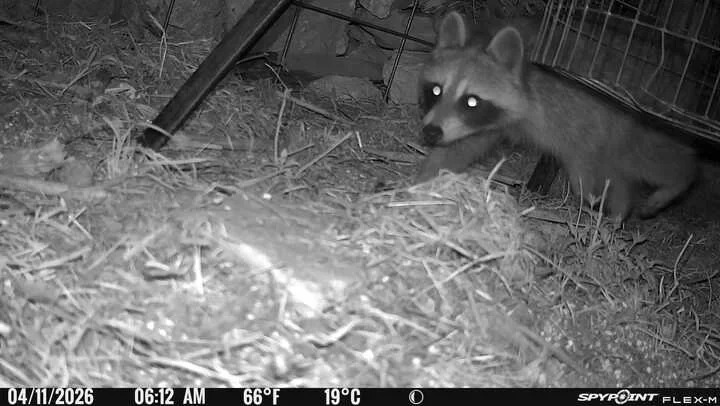 Trail Cam