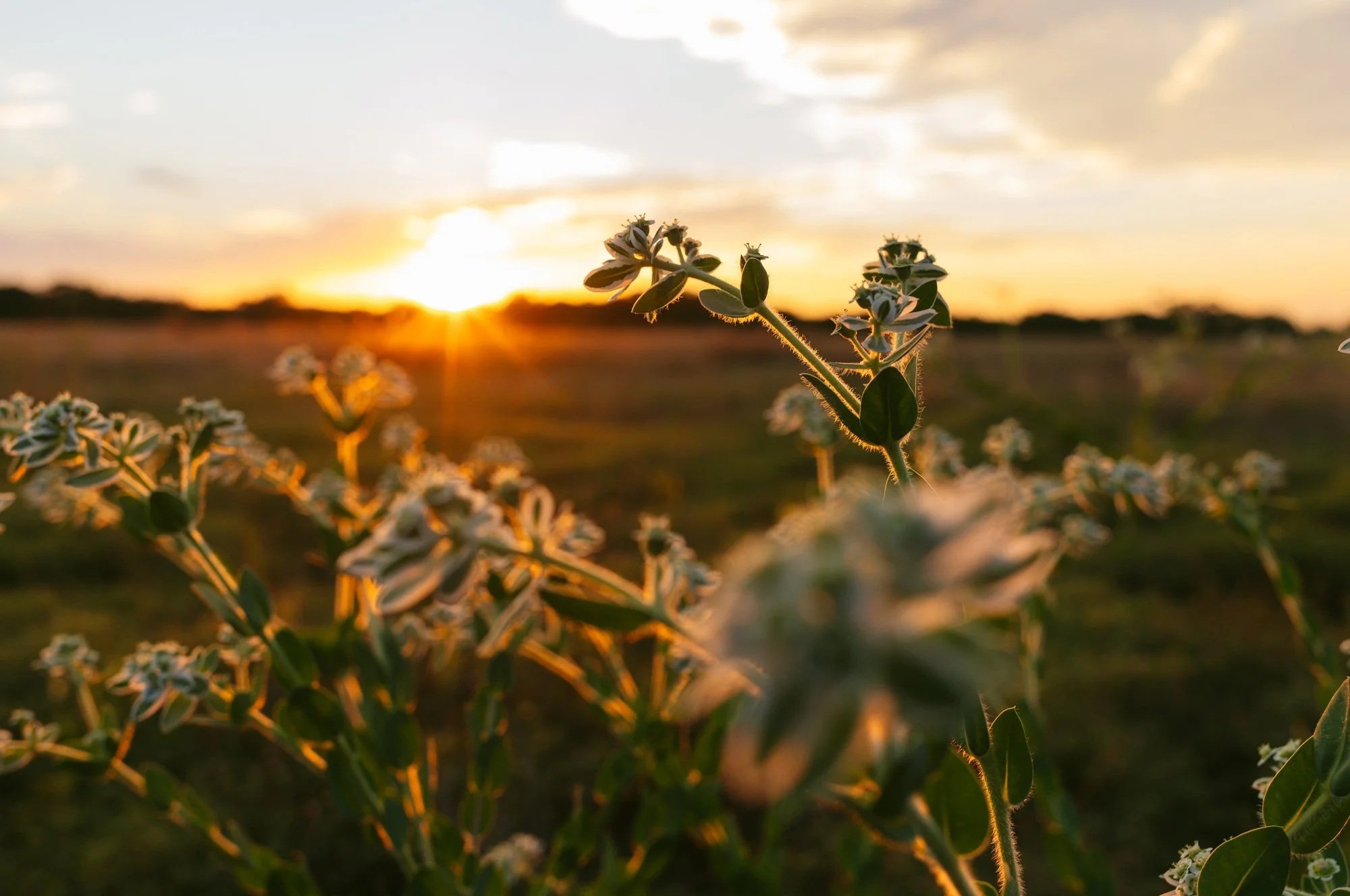 Close-up of white flowering plants in a field during sunset with a cloudy sky.