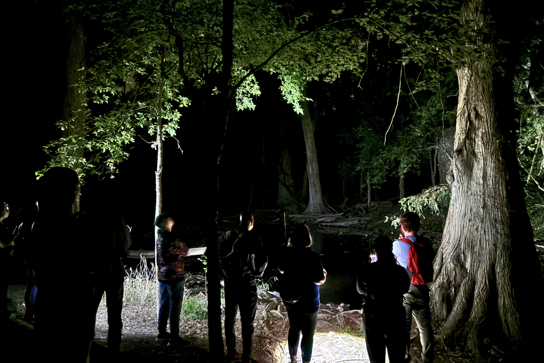 A group of people gathered in the woods at night, illuminated by artificial light, calling for owls by a large cypress tree with a thick trunk and dense foliage.