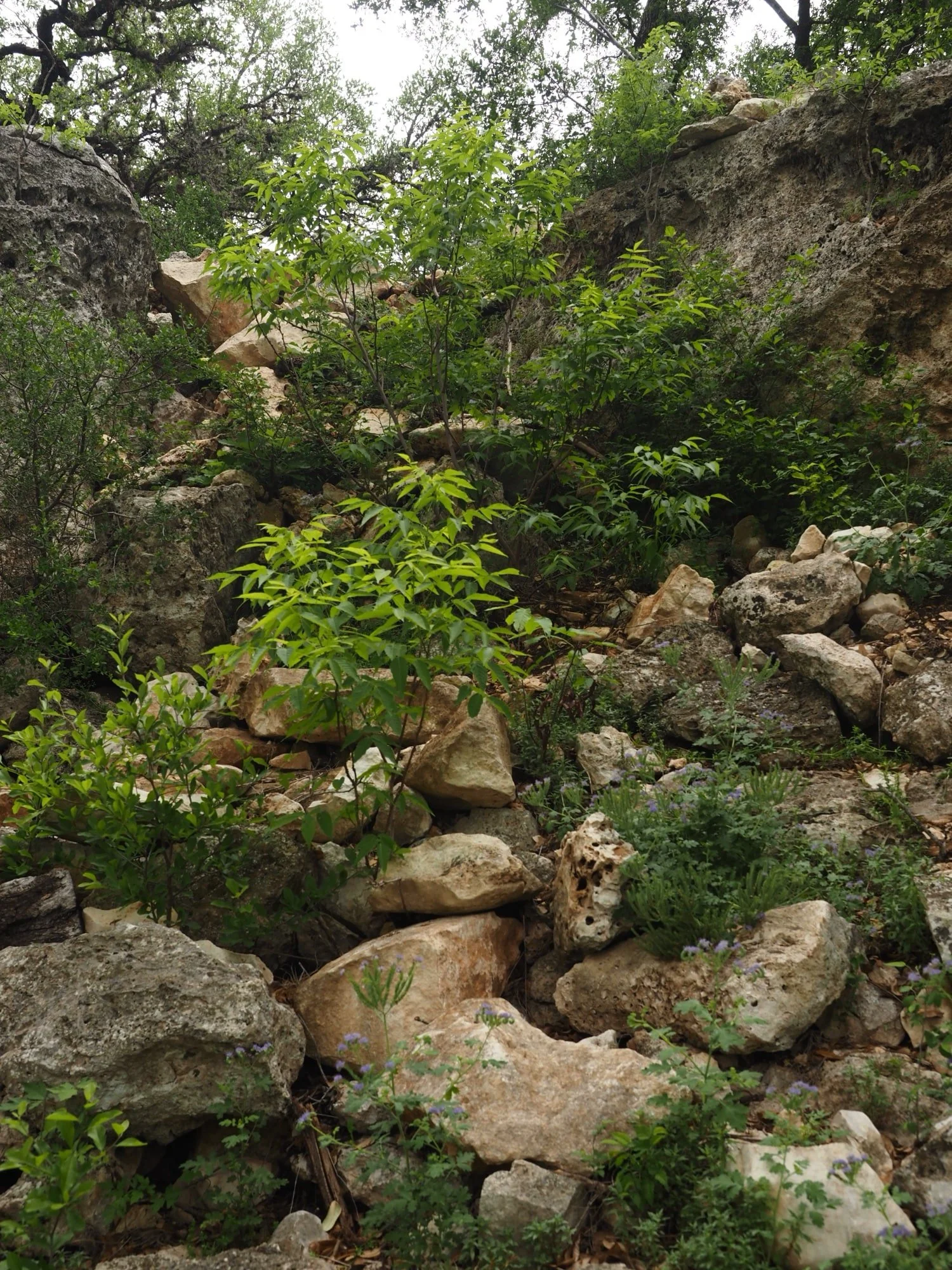 A rocky, dry creek bed with green bushes and small trees growing among the rocks, set in a natural outdoor area.