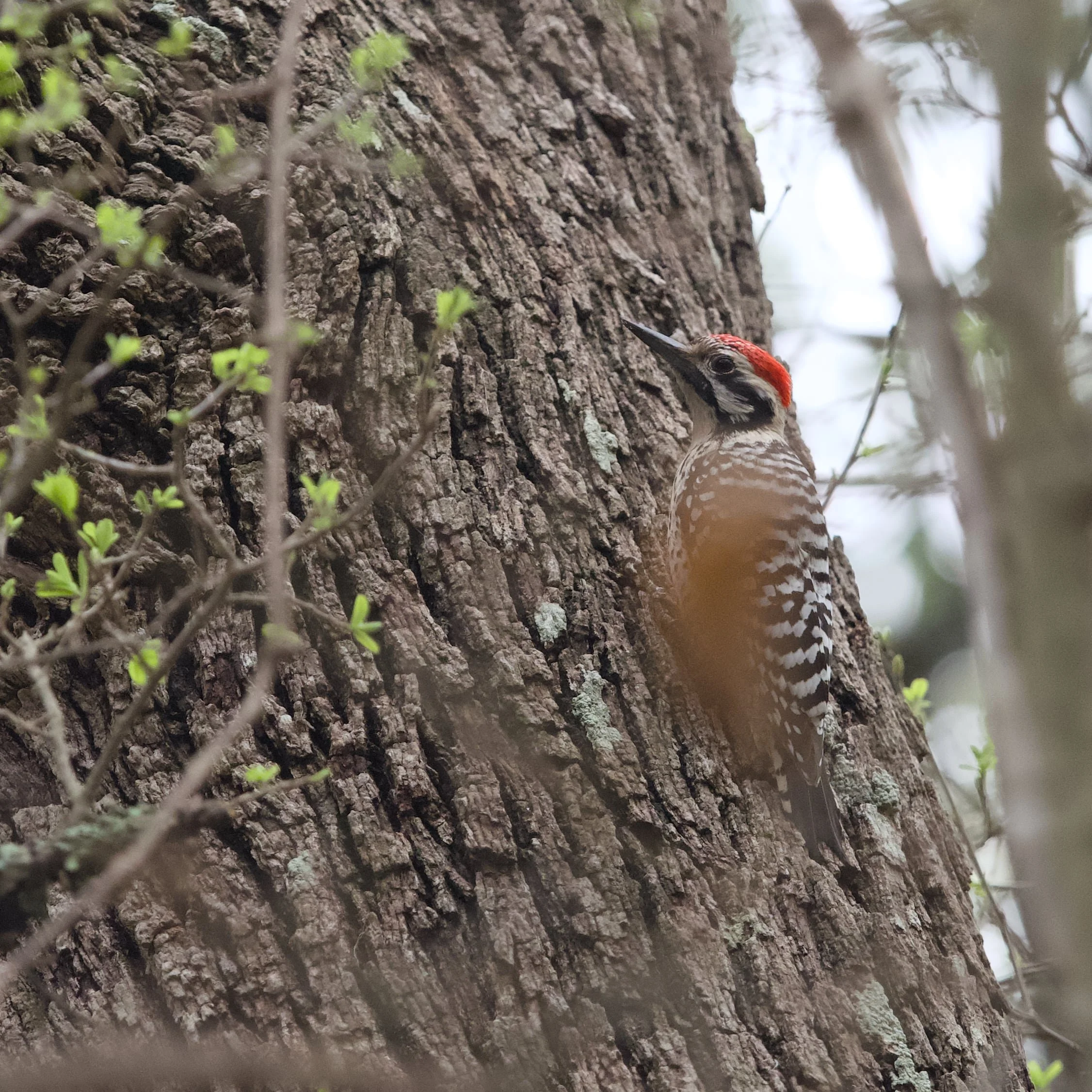 A woodpecker with red markings at the top of its head and black-and-white patterned feathers on its body pecking at the bark of a tree.